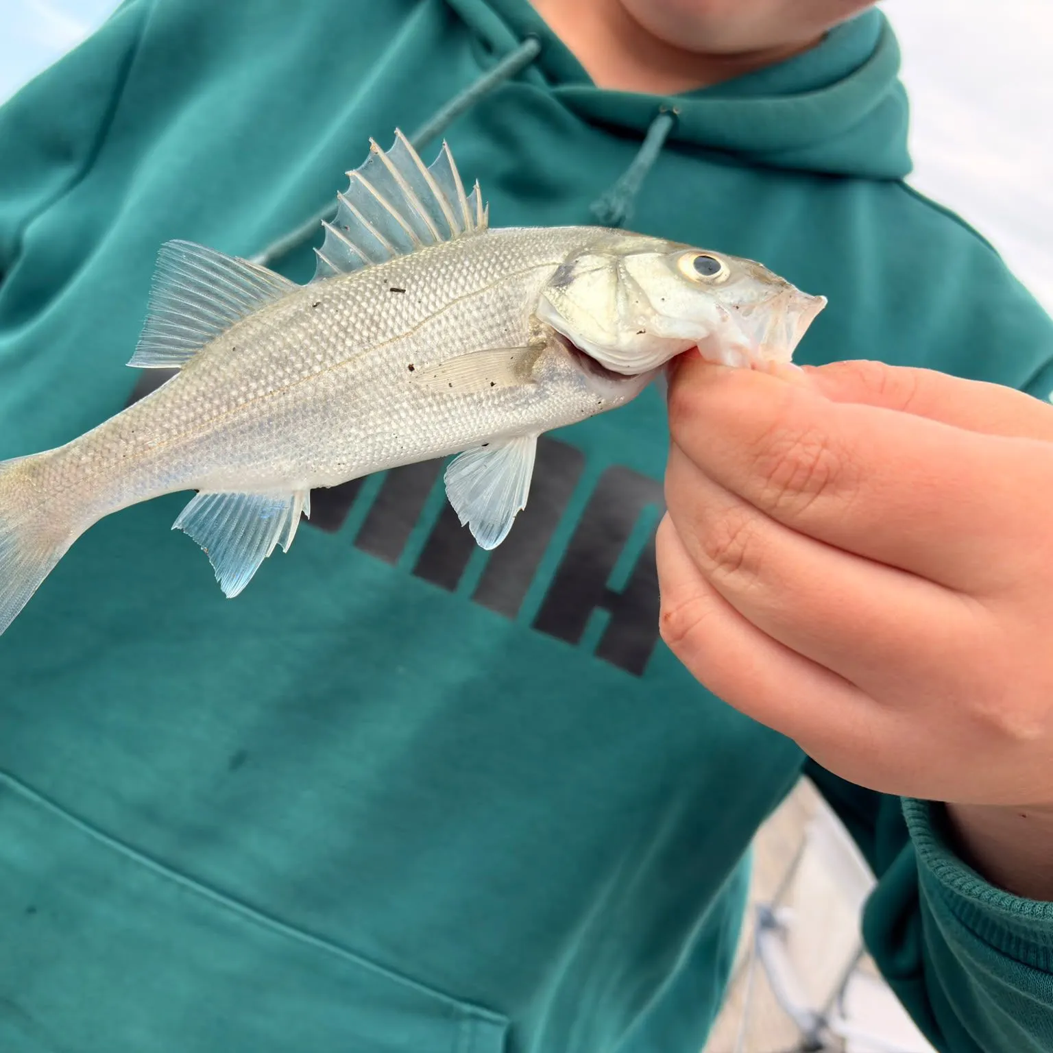 European seabass caught on Fishbrain