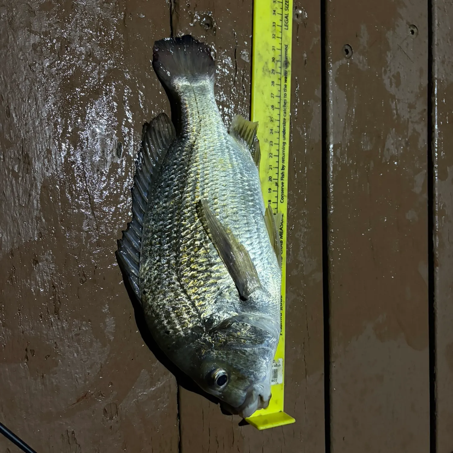 Southern black bream caught on Fishbrain