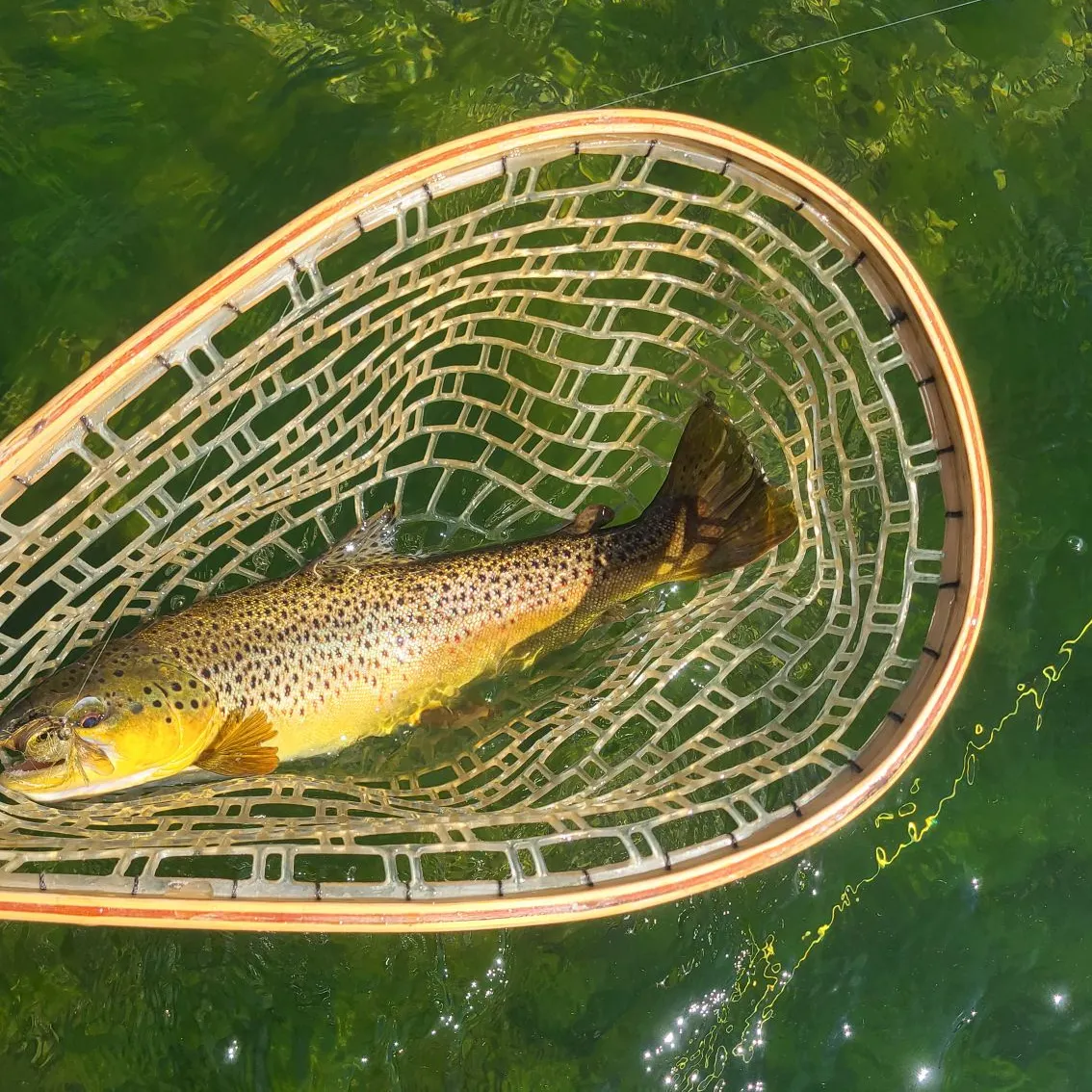 Brown trout caught on Fishbrain