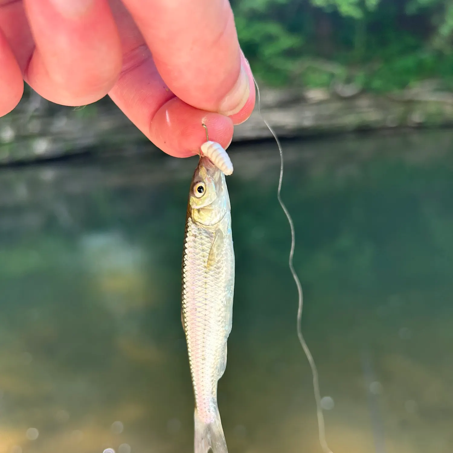 The most recent Whitetail shiner catches on Fishbrain