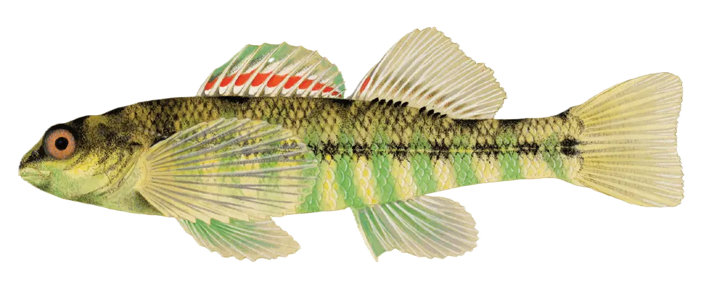 Banded darter