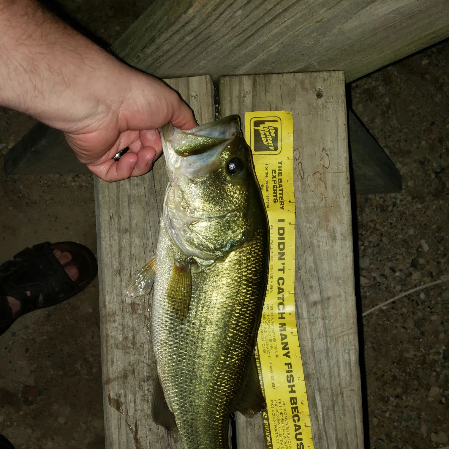 recently logged catches