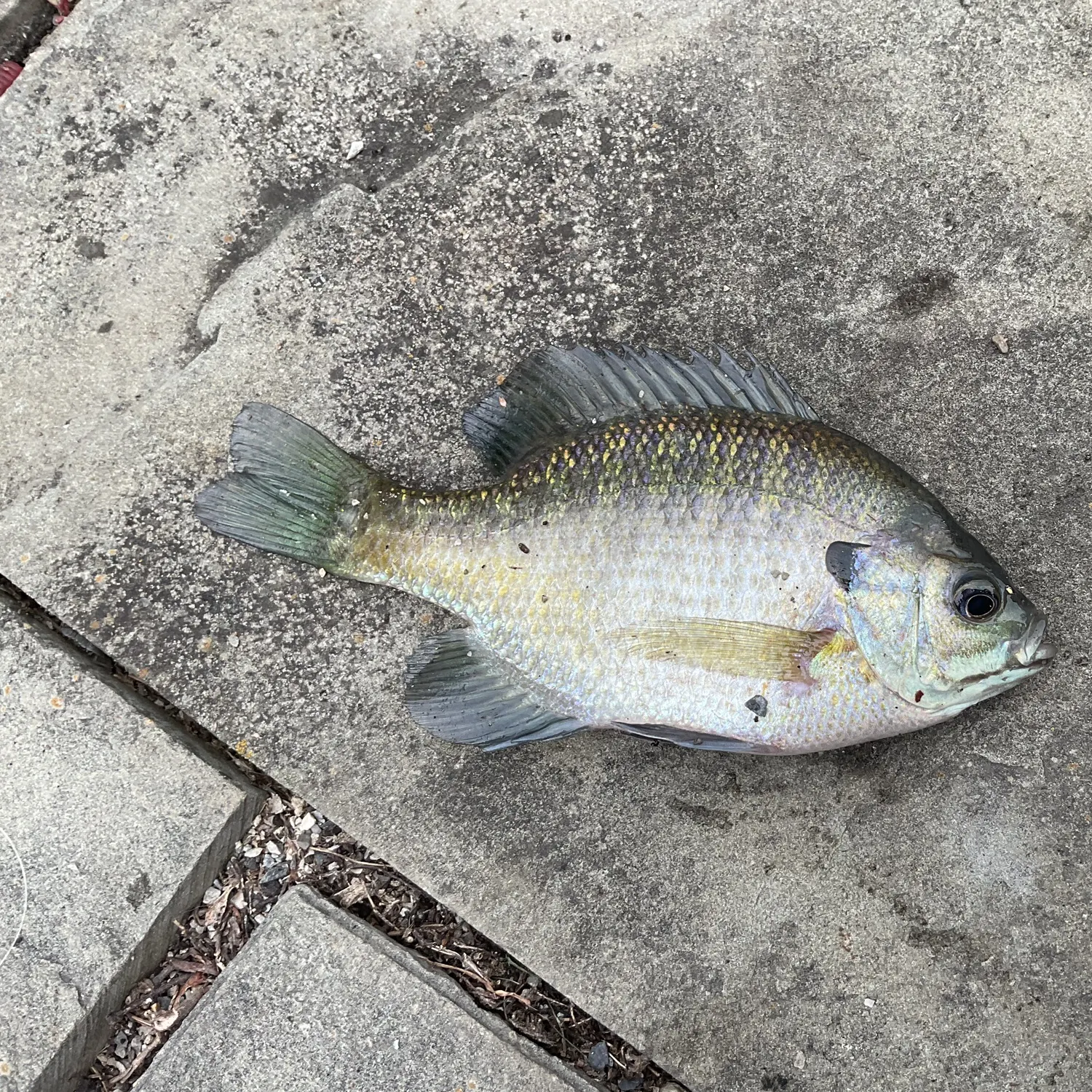 Bluegill caught on Fishbrain