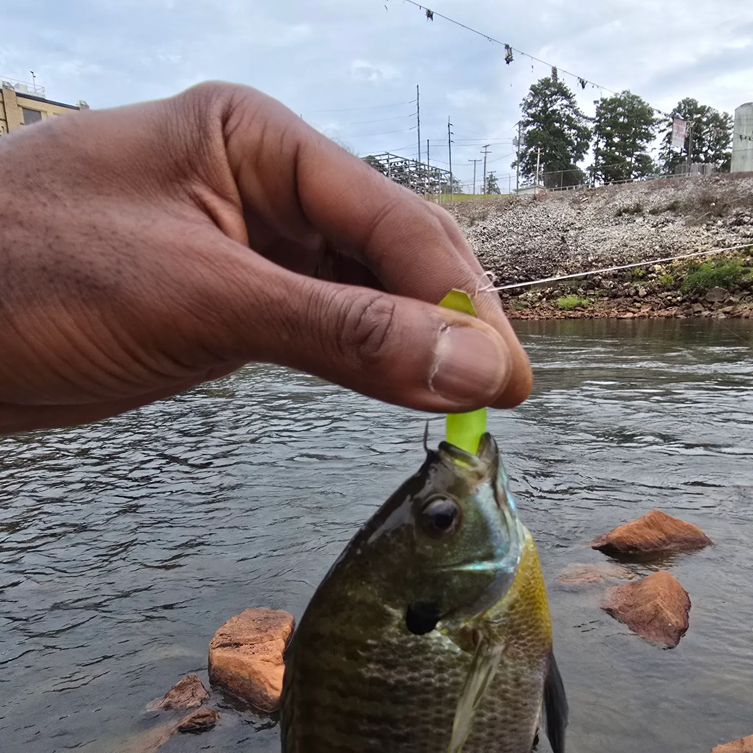 Bluegill caught on Fishbrain