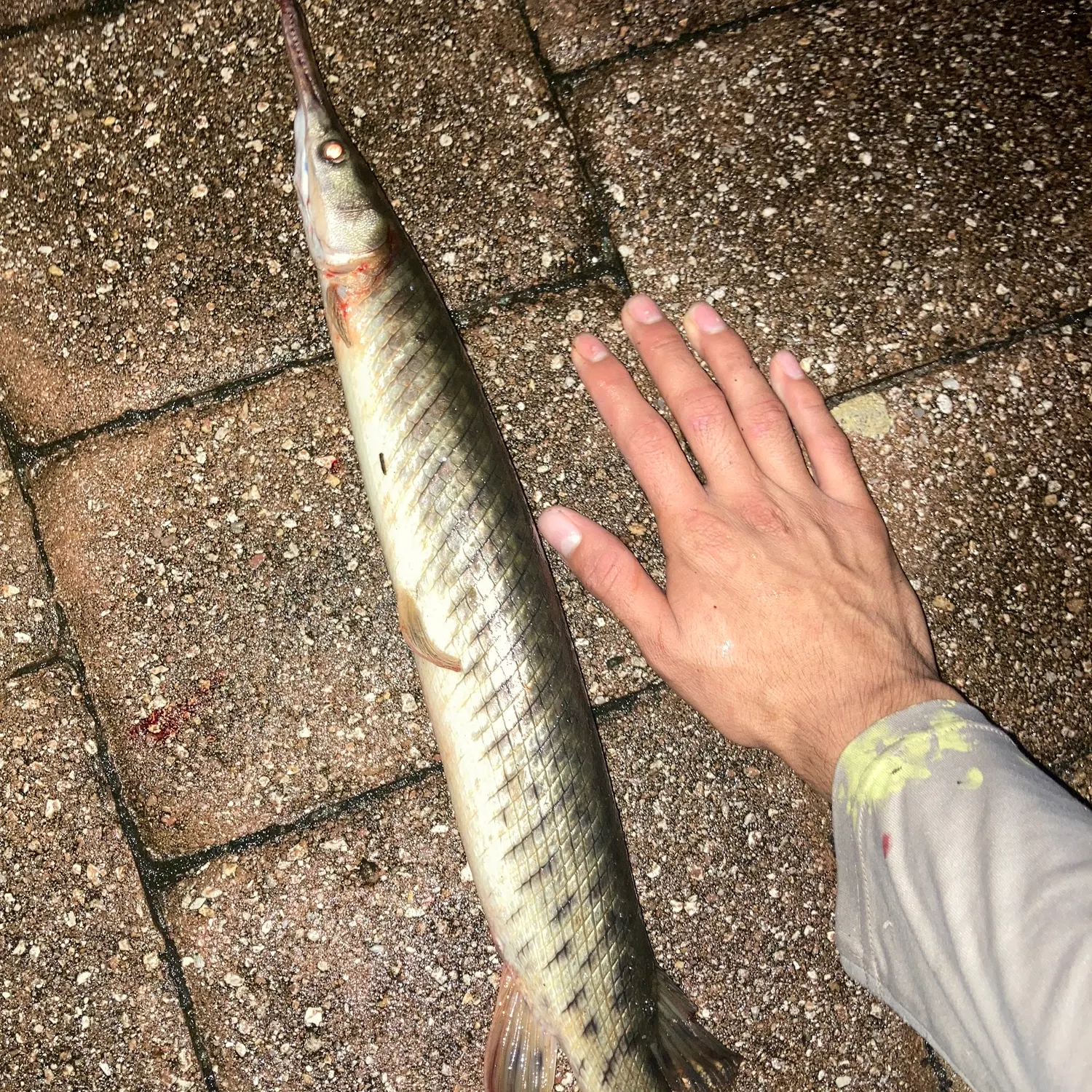 Spotted gar caught on Fishbrain