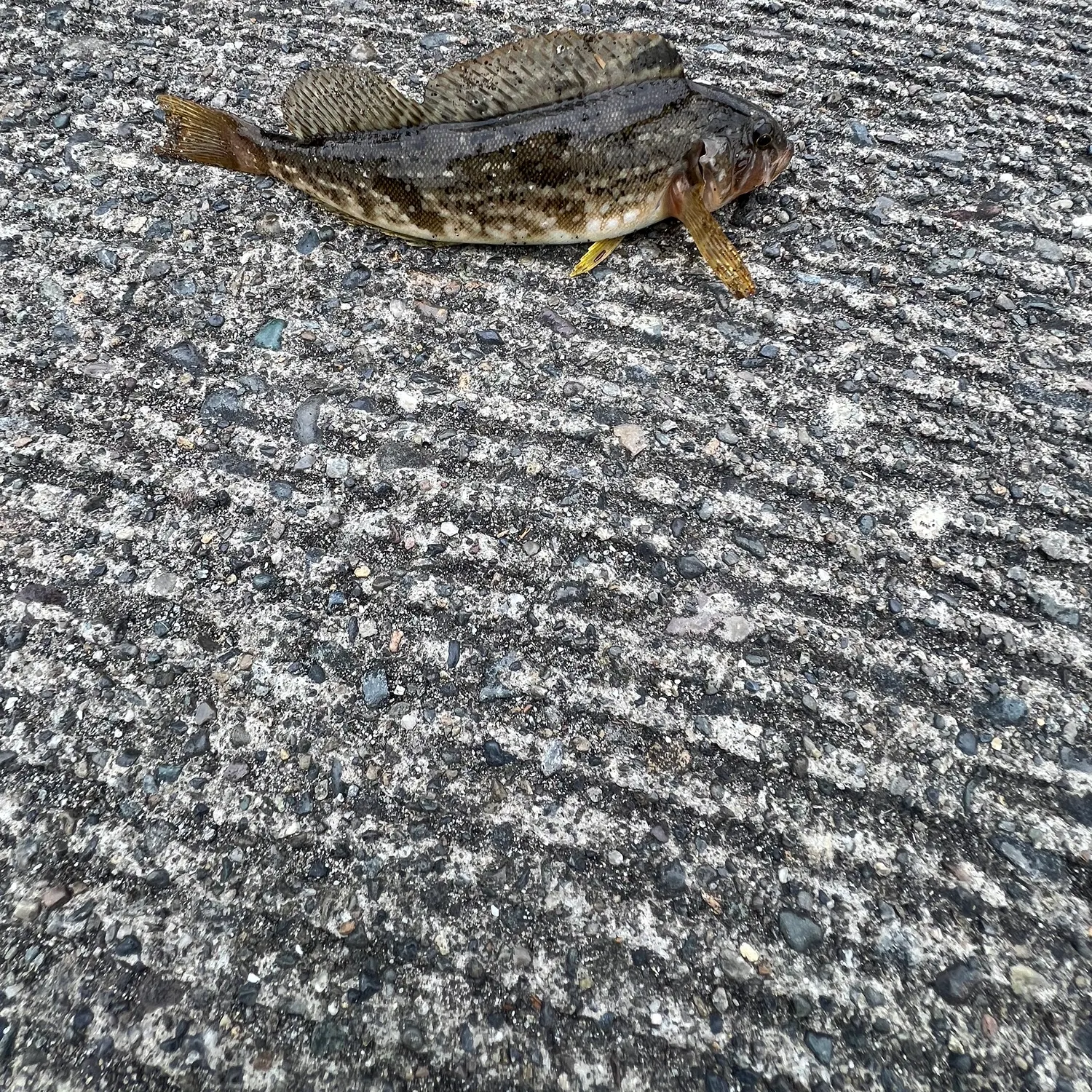 The most recent Whitespotted greenling catches on Fishbrain