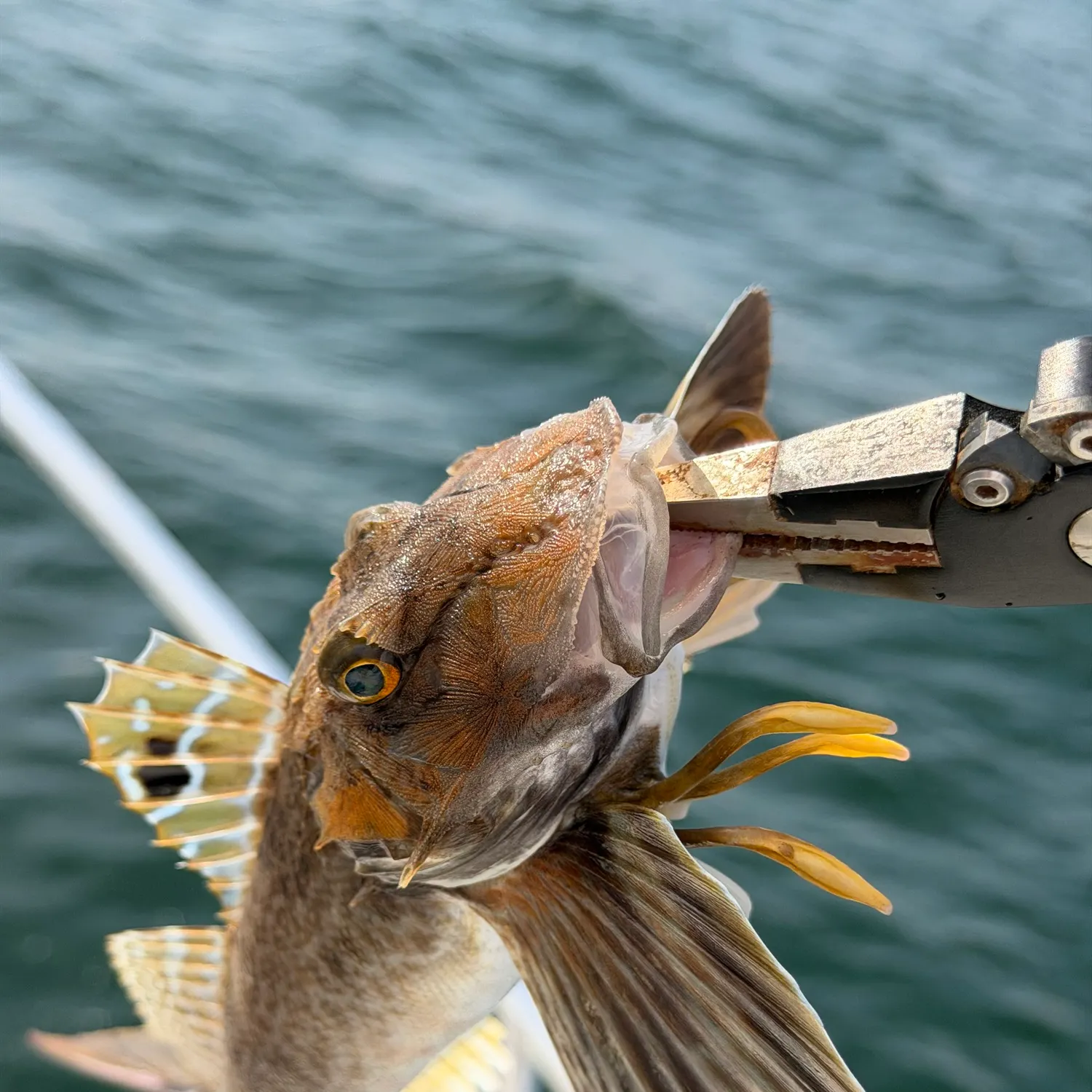 The most recent Lumptail searobin catches on Fishbrain