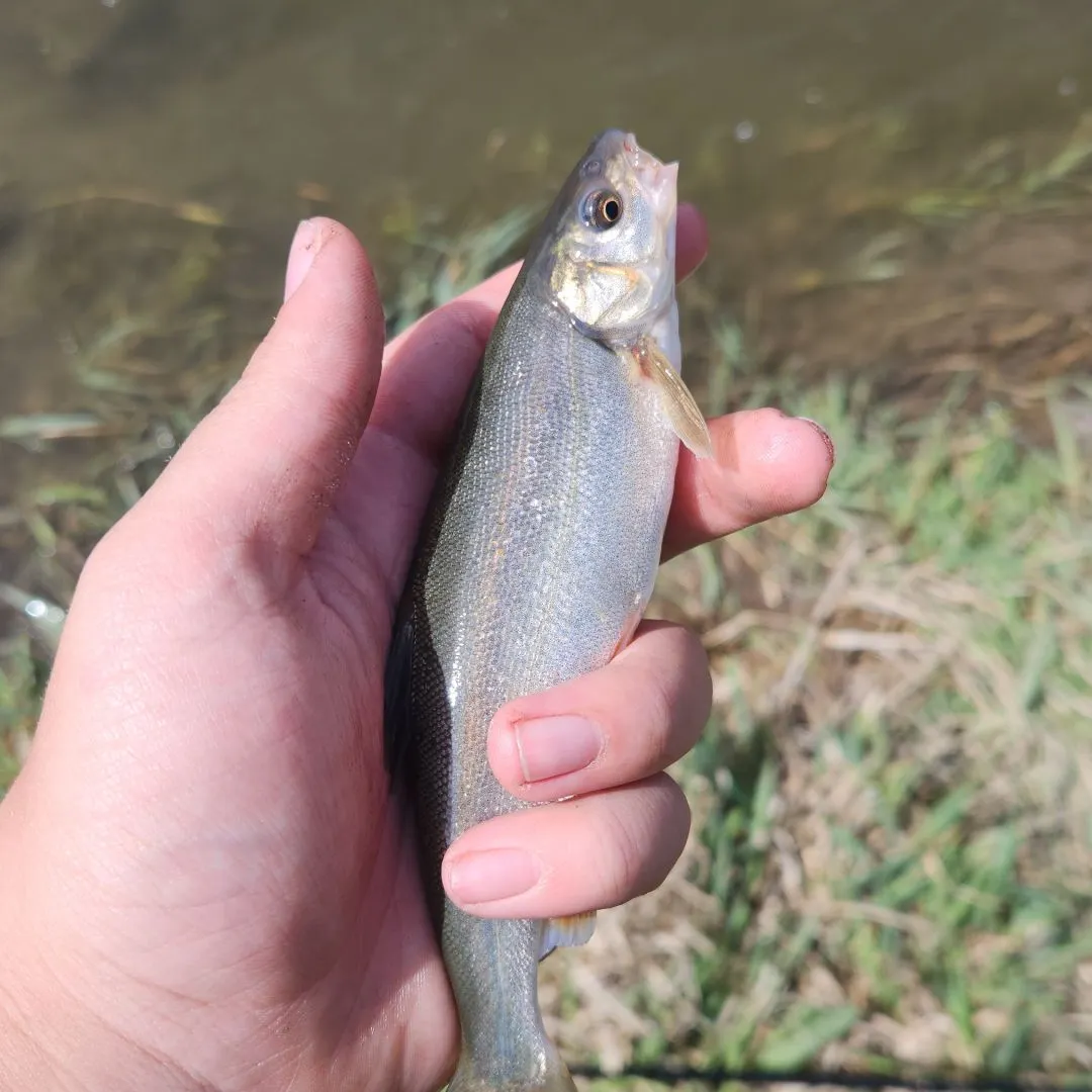 The most recent Peamouth catches on Fishbrain