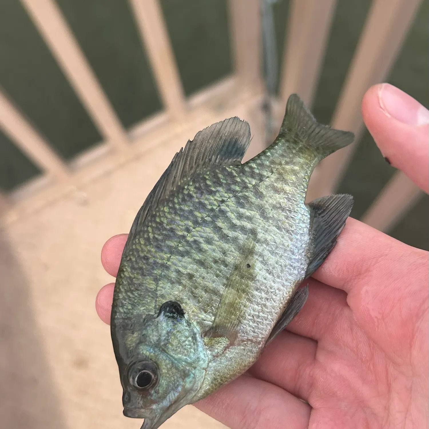 Bluegill caught on Fishbrain