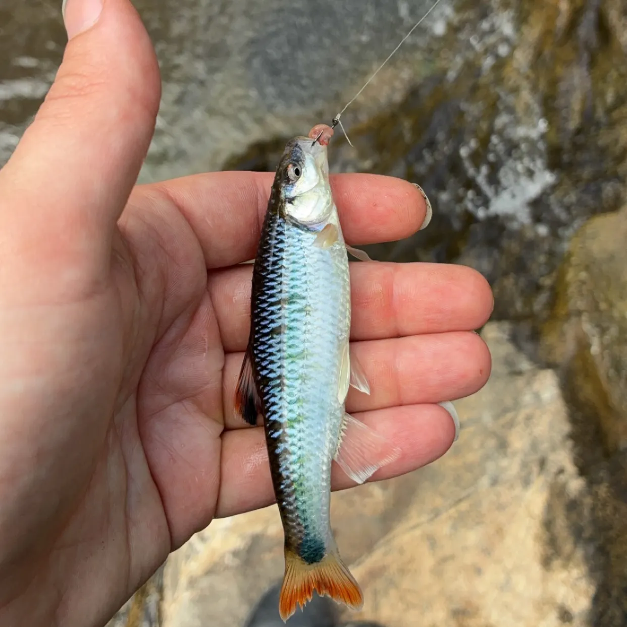The most recent Alabama shiner catches on Fishbrain