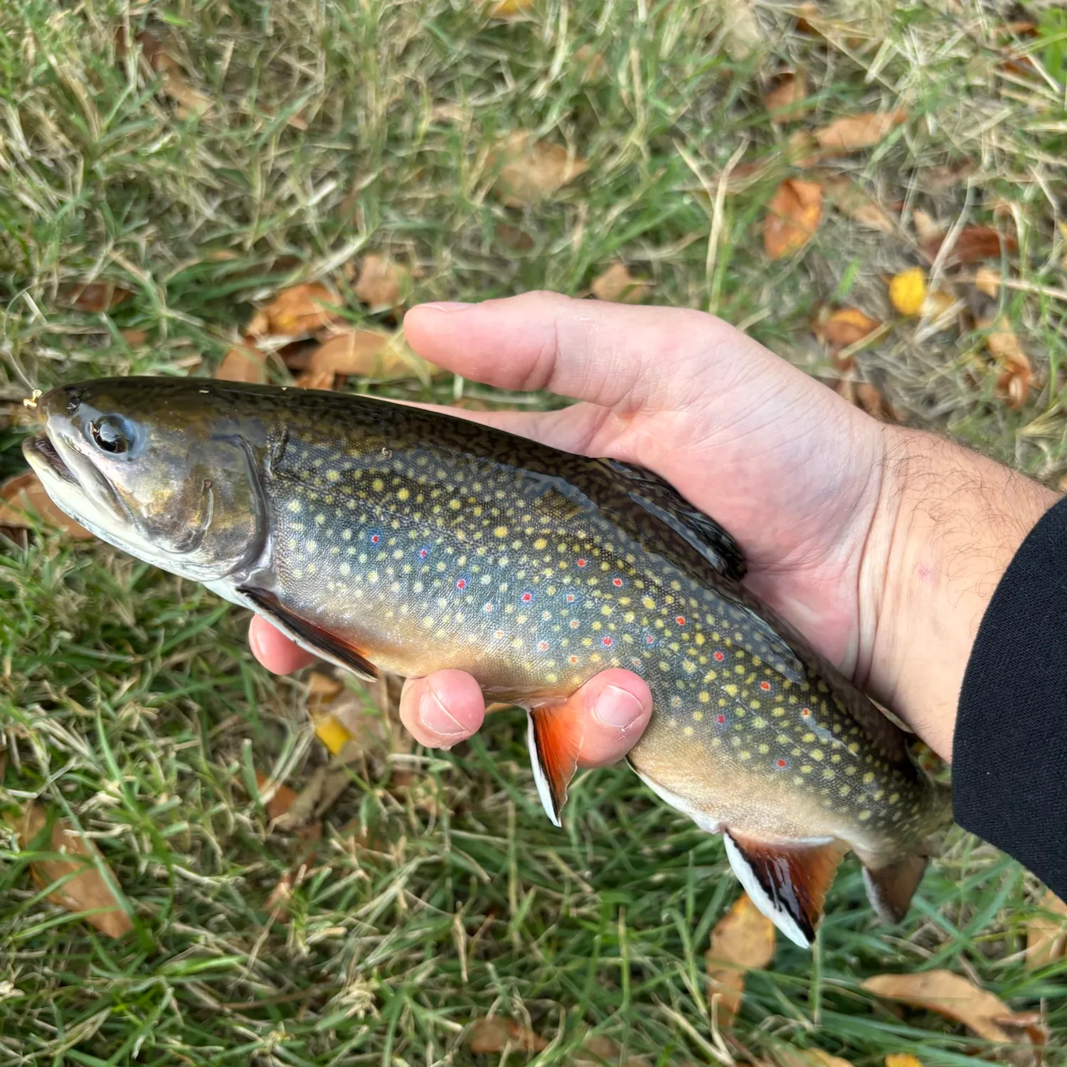 Brook trout caught on Fishbrain