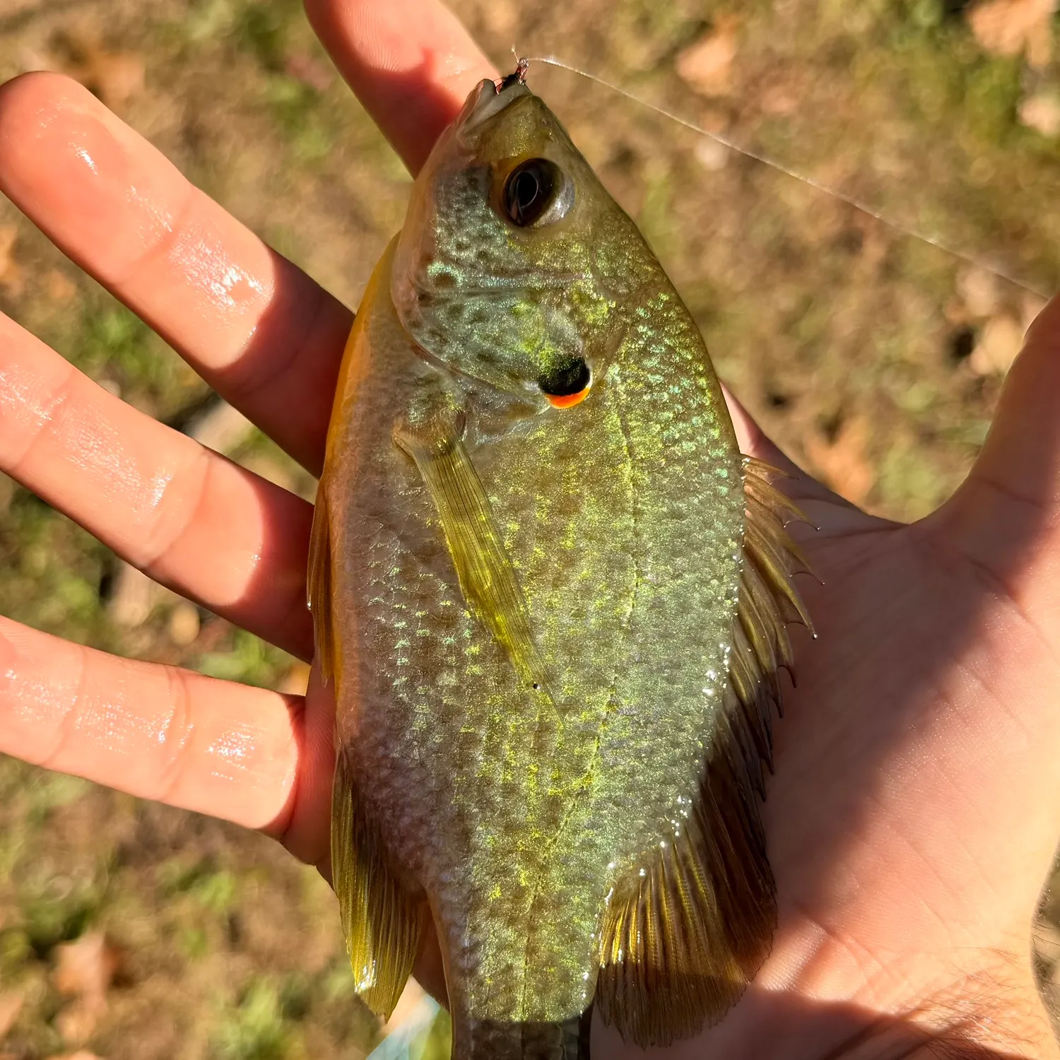 Redear sunfish caught on Fishbrain