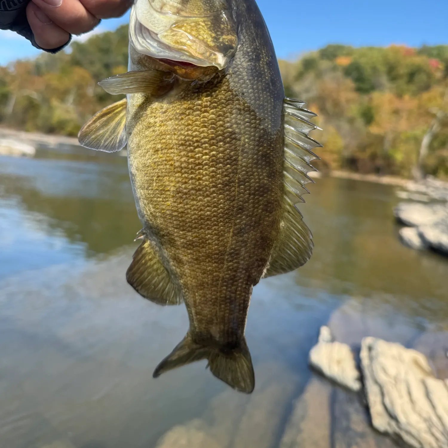Smallmouth bass caught on Fishbrain