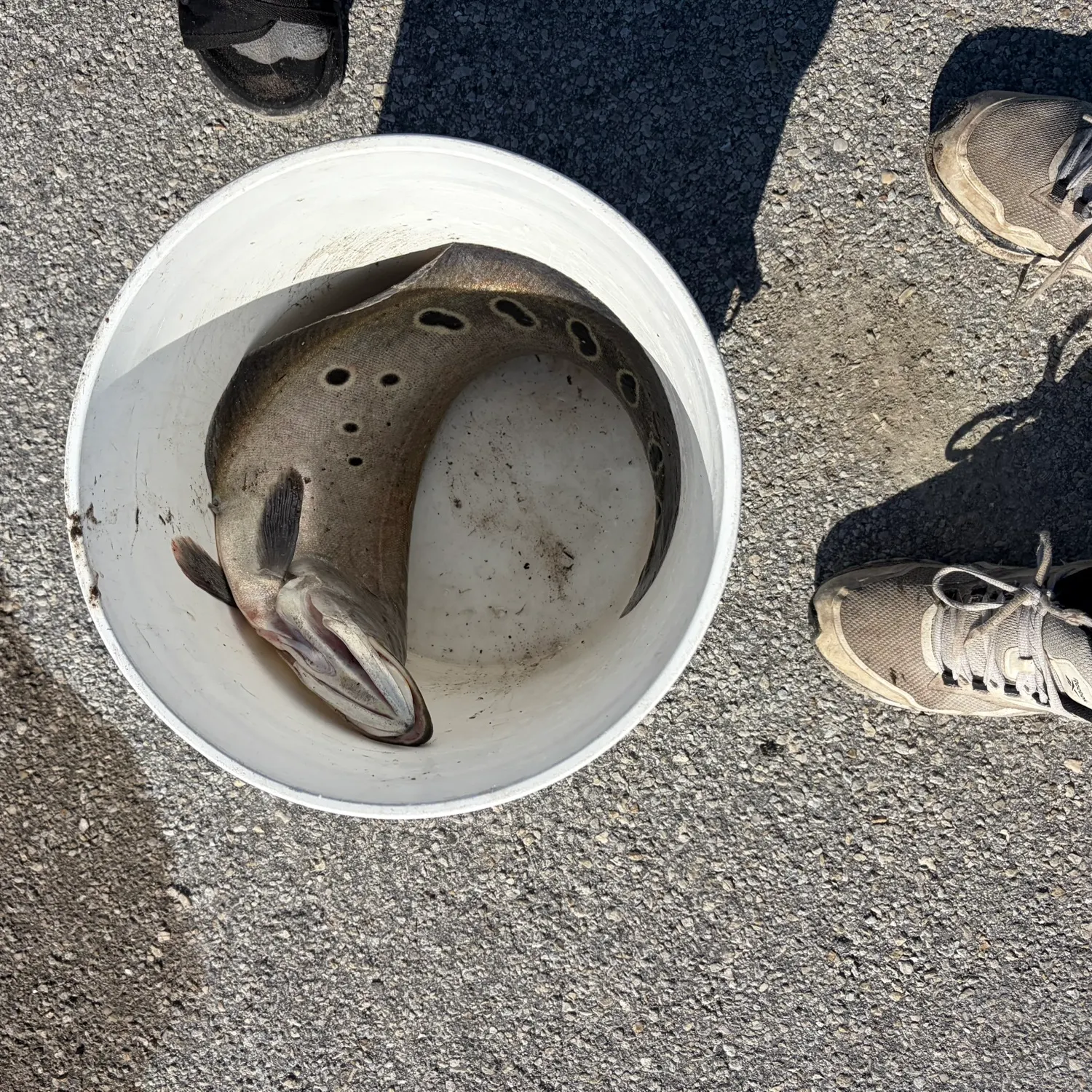 The most recent Clown knifefish catches on Fishbrain