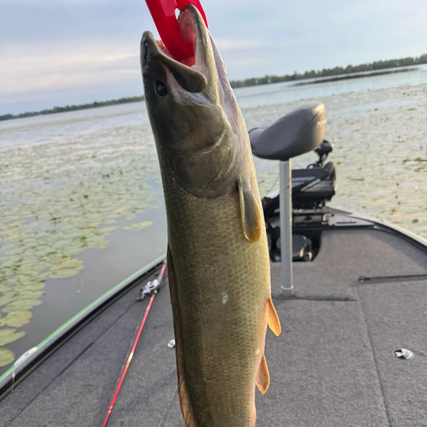 Eyetail bowfin caught on Fishbrain
