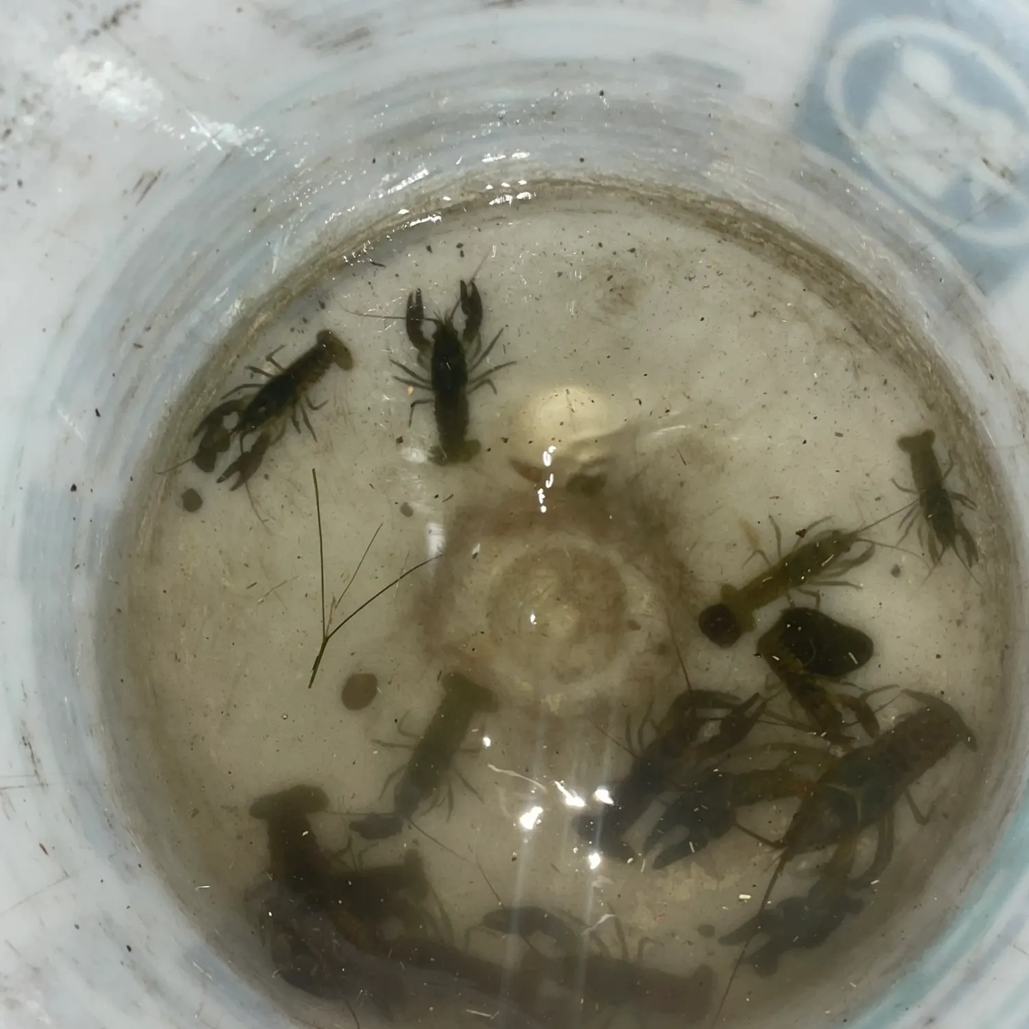 The most recent Rusty crayfish catches on Fishbrain