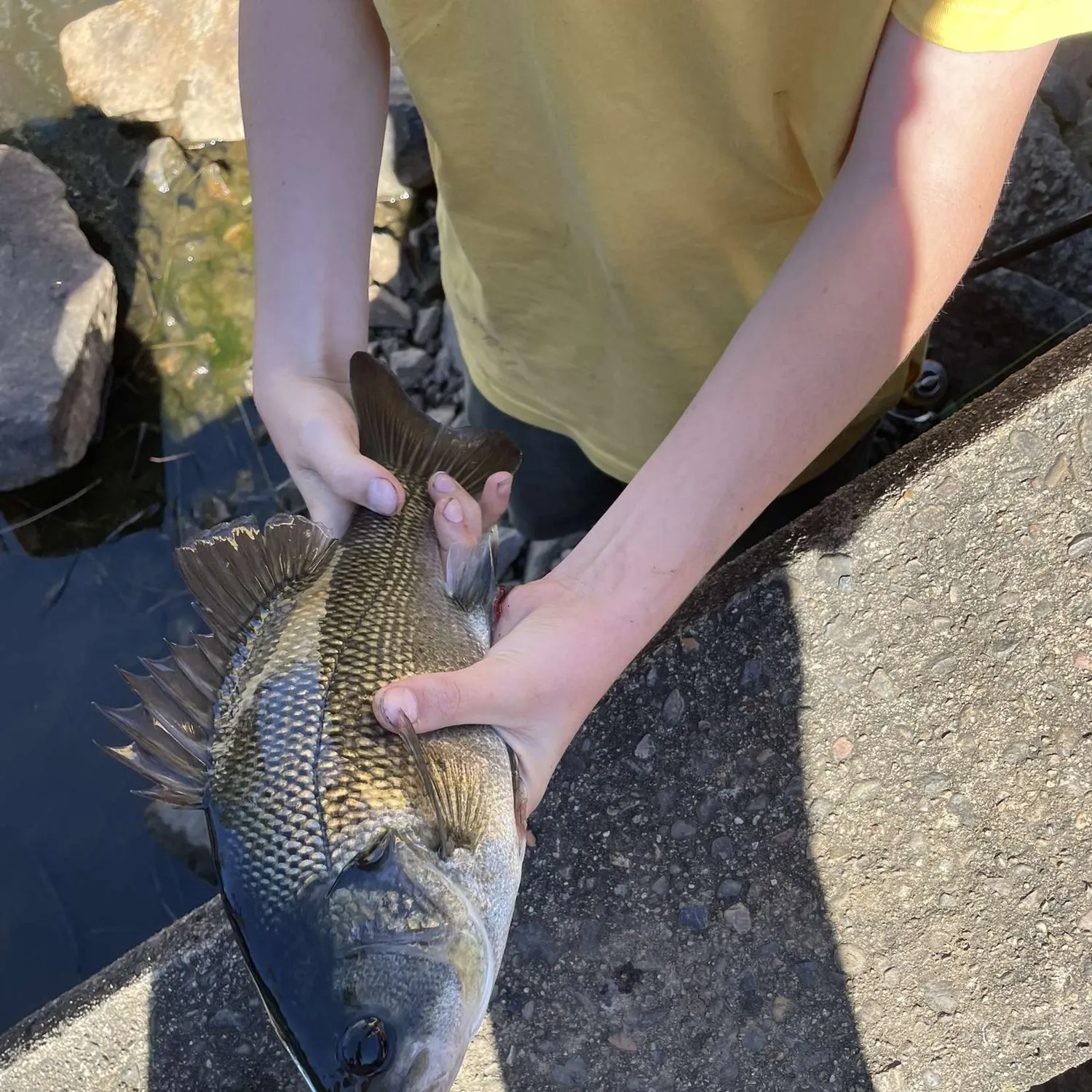 The most recent Australian bass catches on Fishbrain