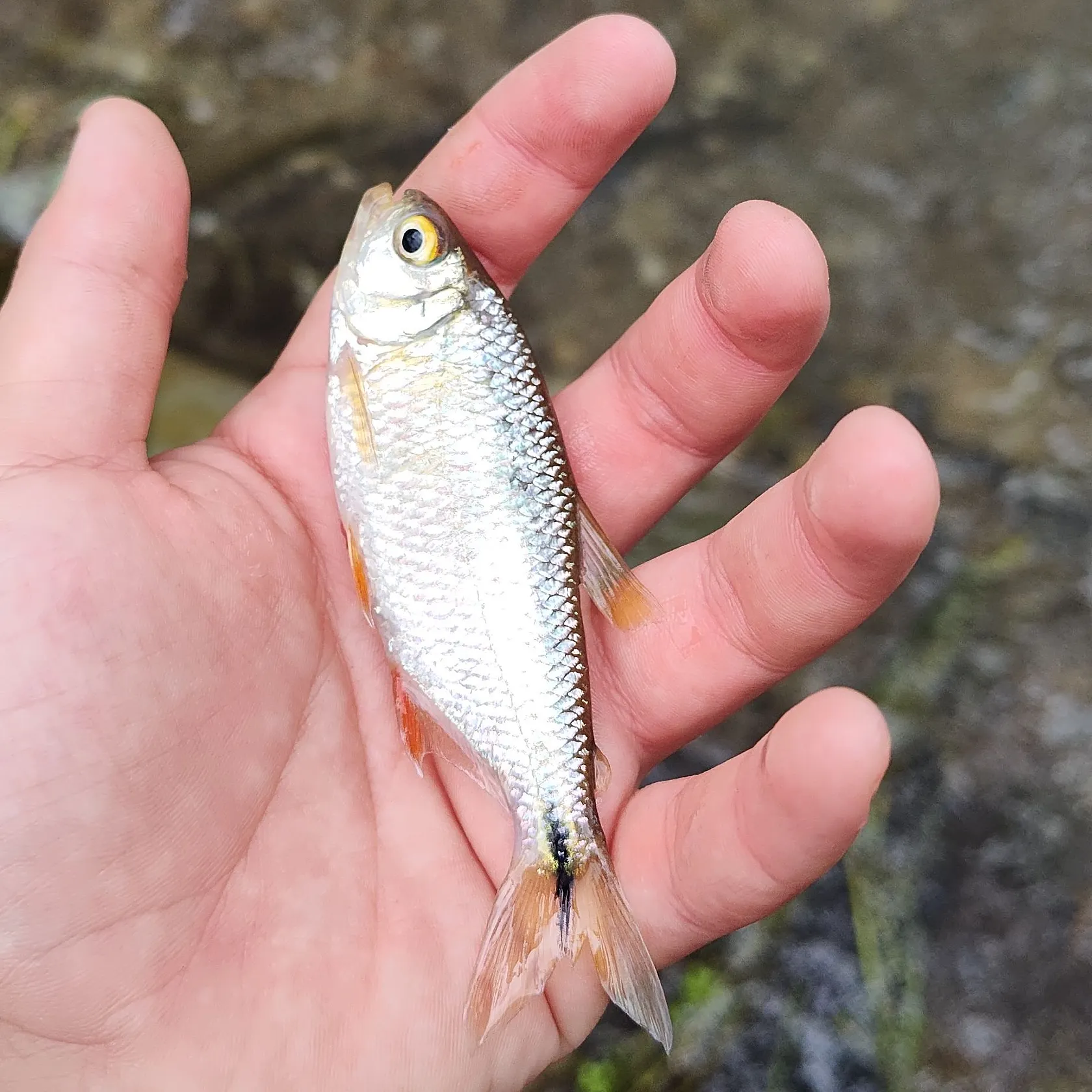 The most recent Mexican tetra catches on Fishbrain