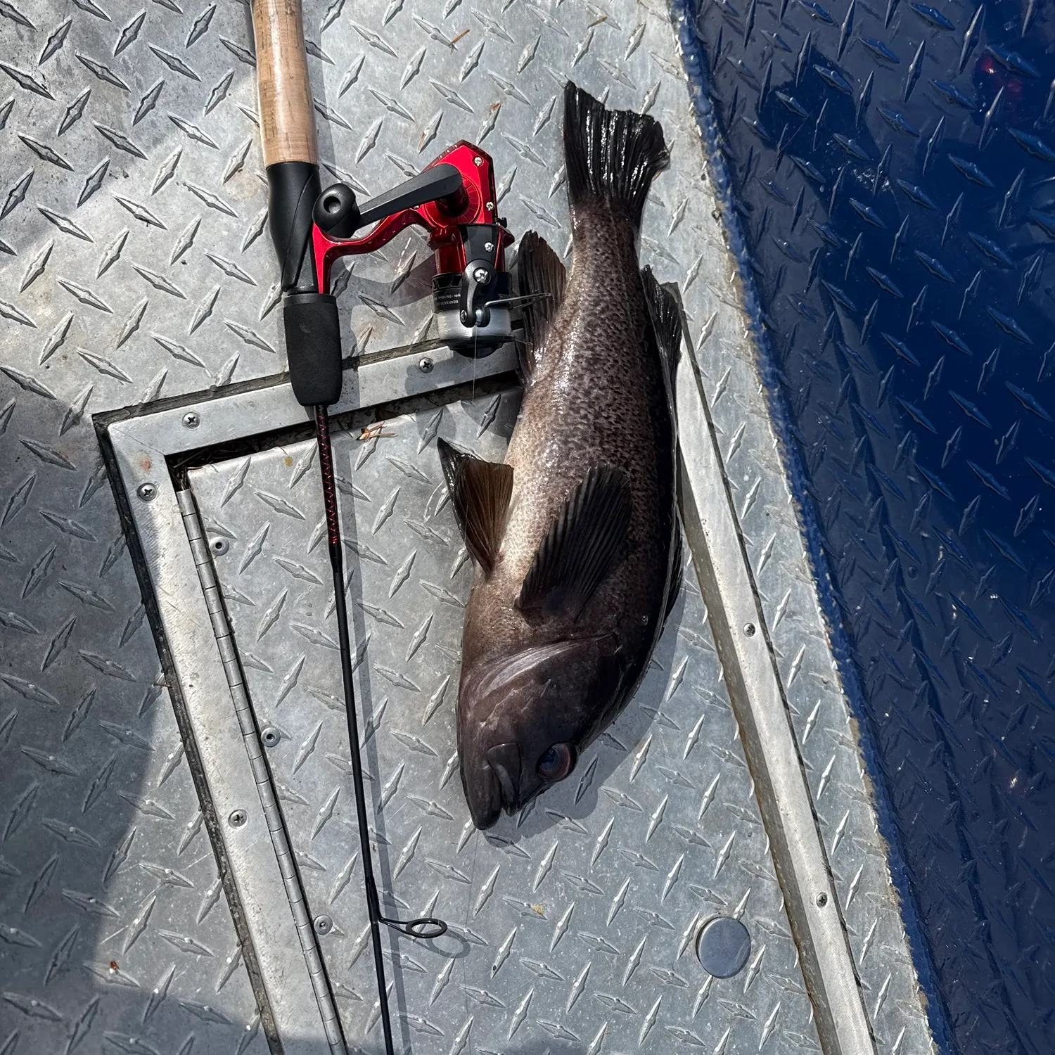 The most recent Black rockfish catches on Fishbrain
