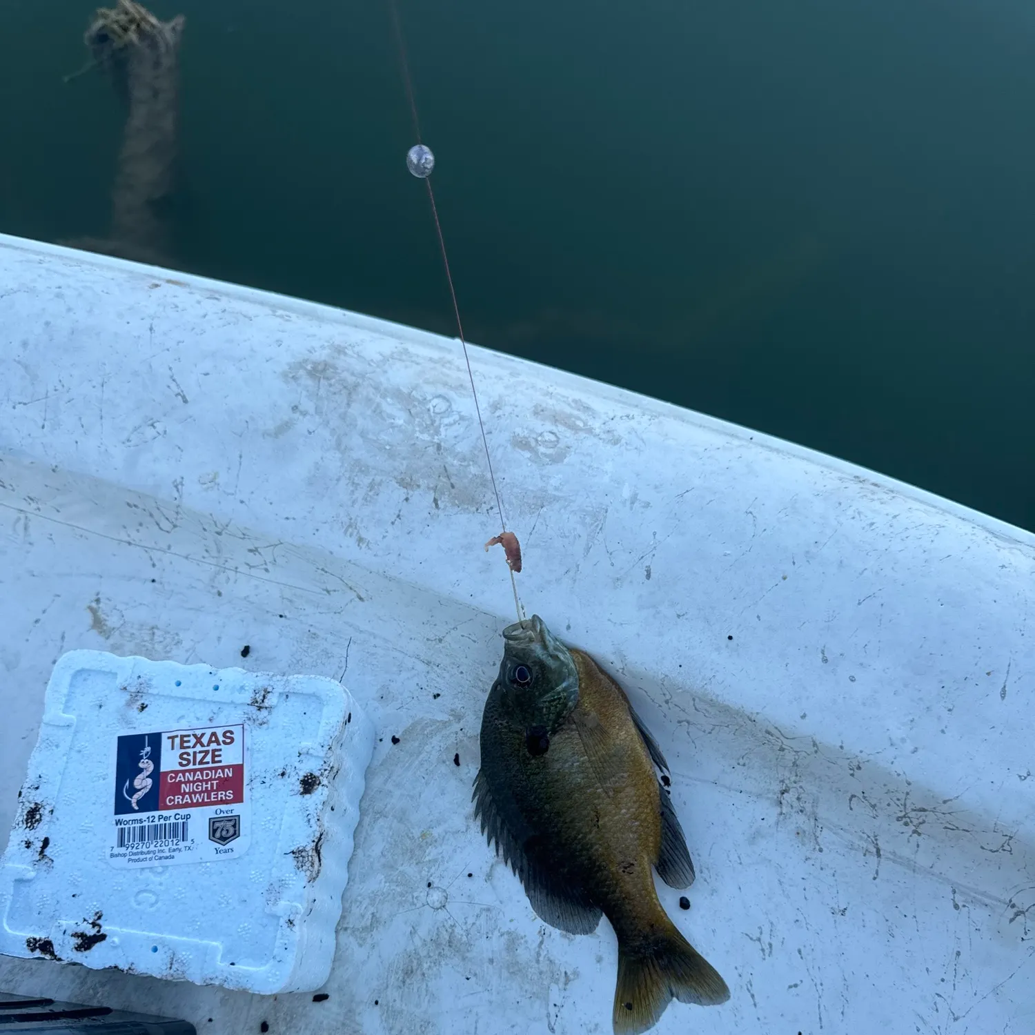 Bluegill caught on Fishbrain