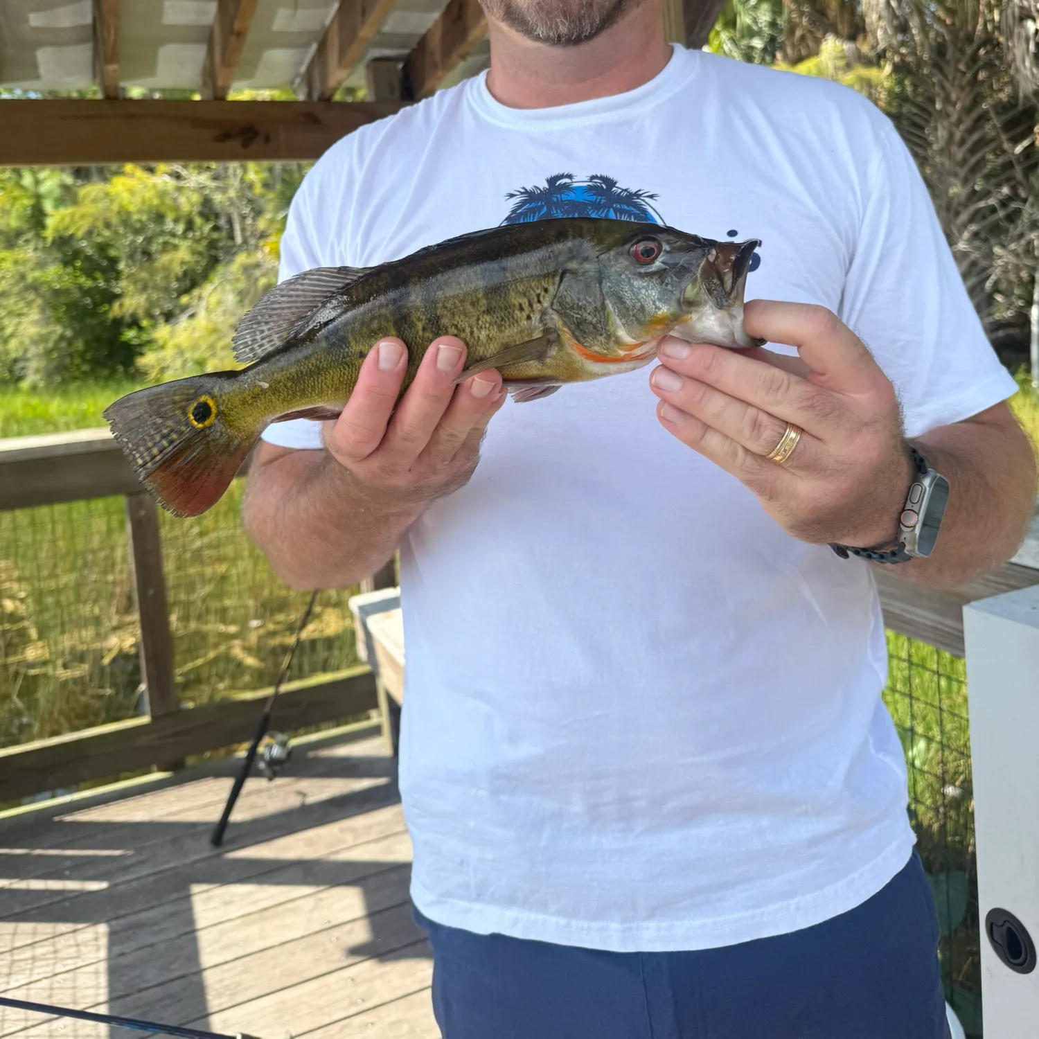 Butterfly peacock bass caught on Fishbrain