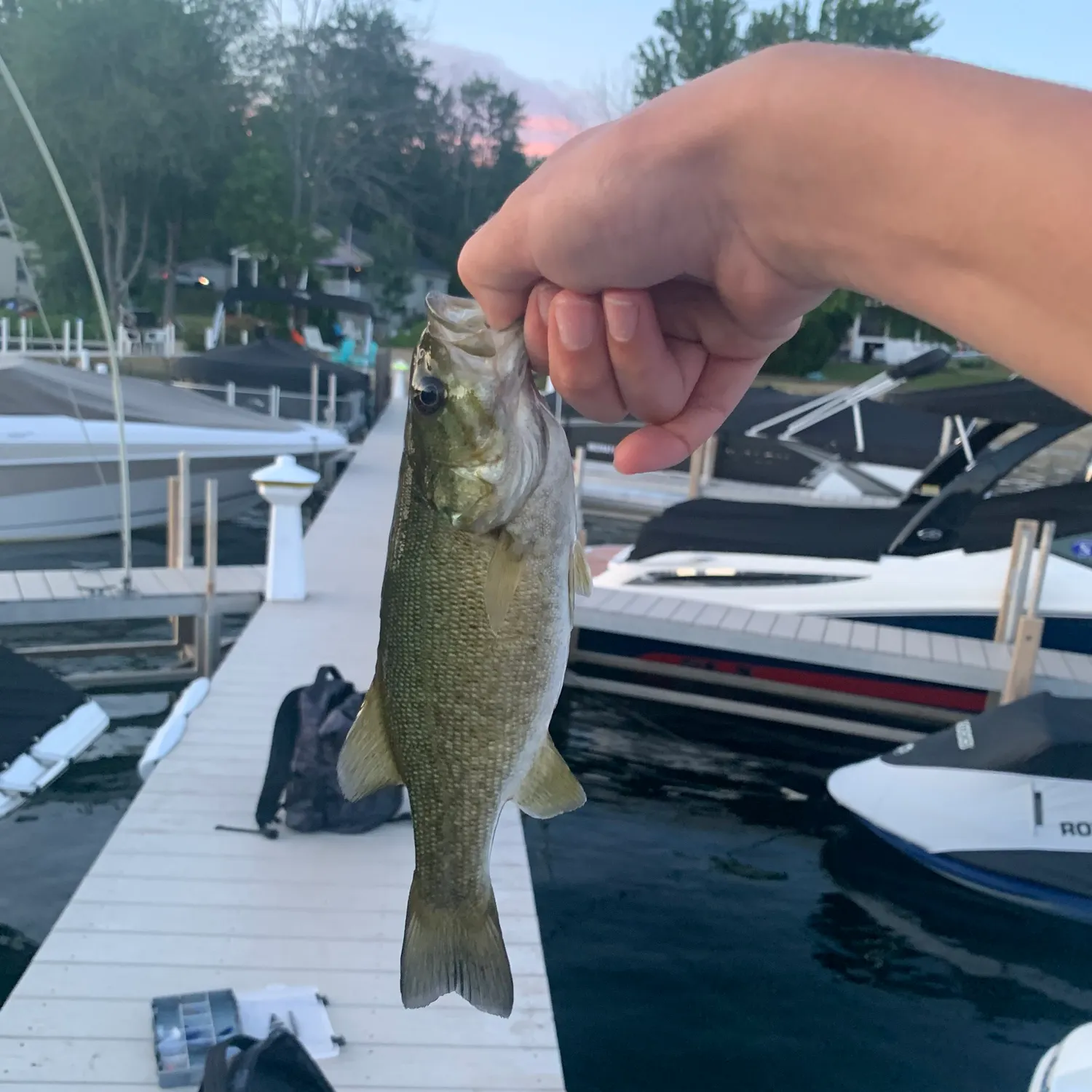 recently logged catches