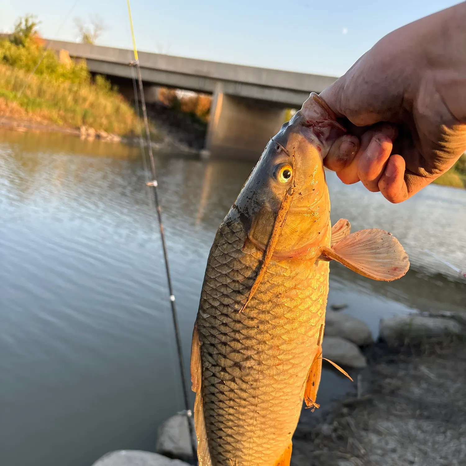 Common carp caught on Fishbrain