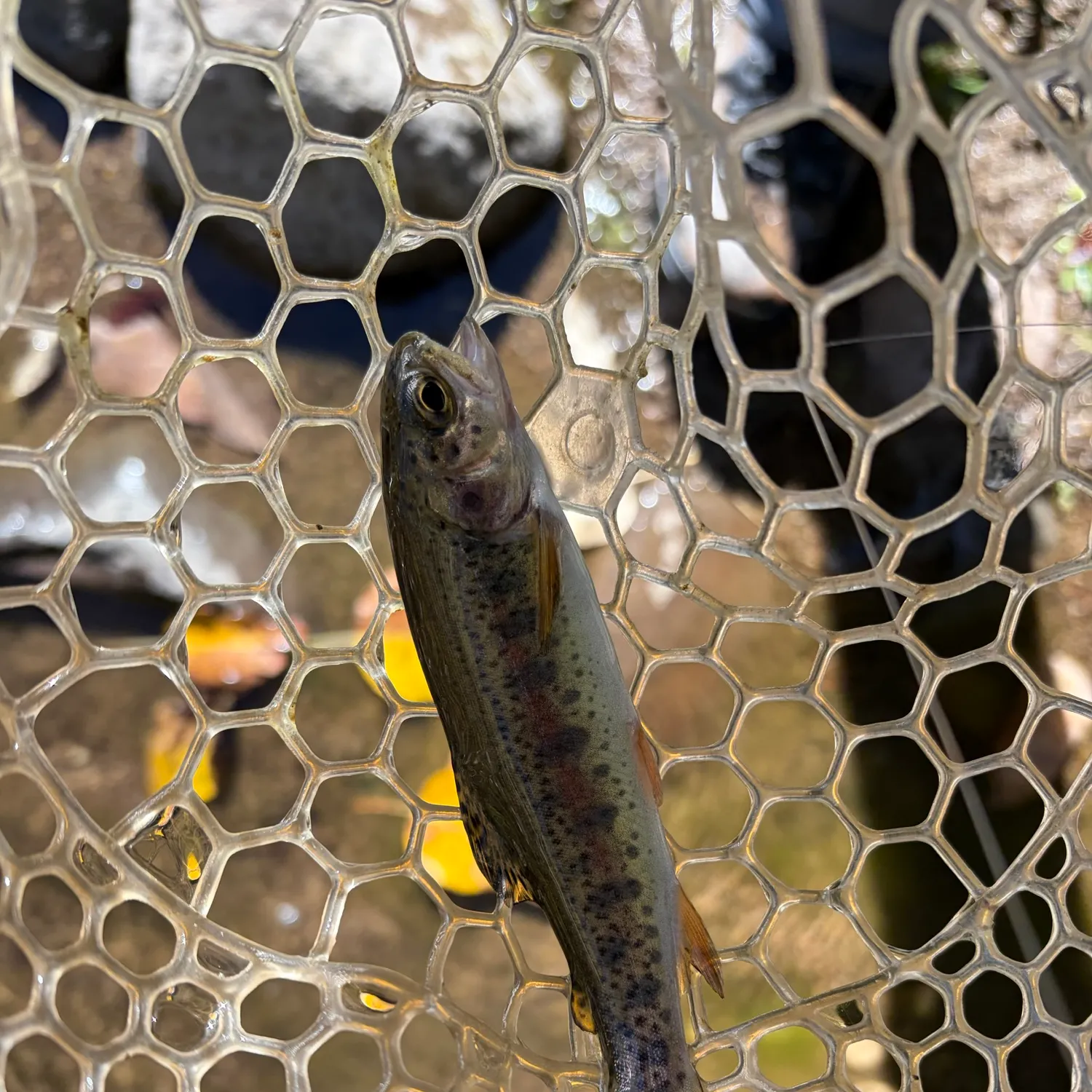 Rainbow trout caught on Fishbrain