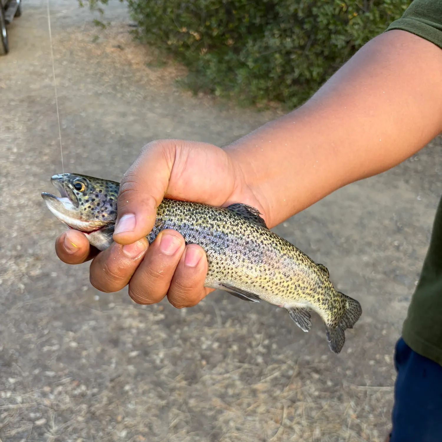 Rainbow trout caught on Fishbrain