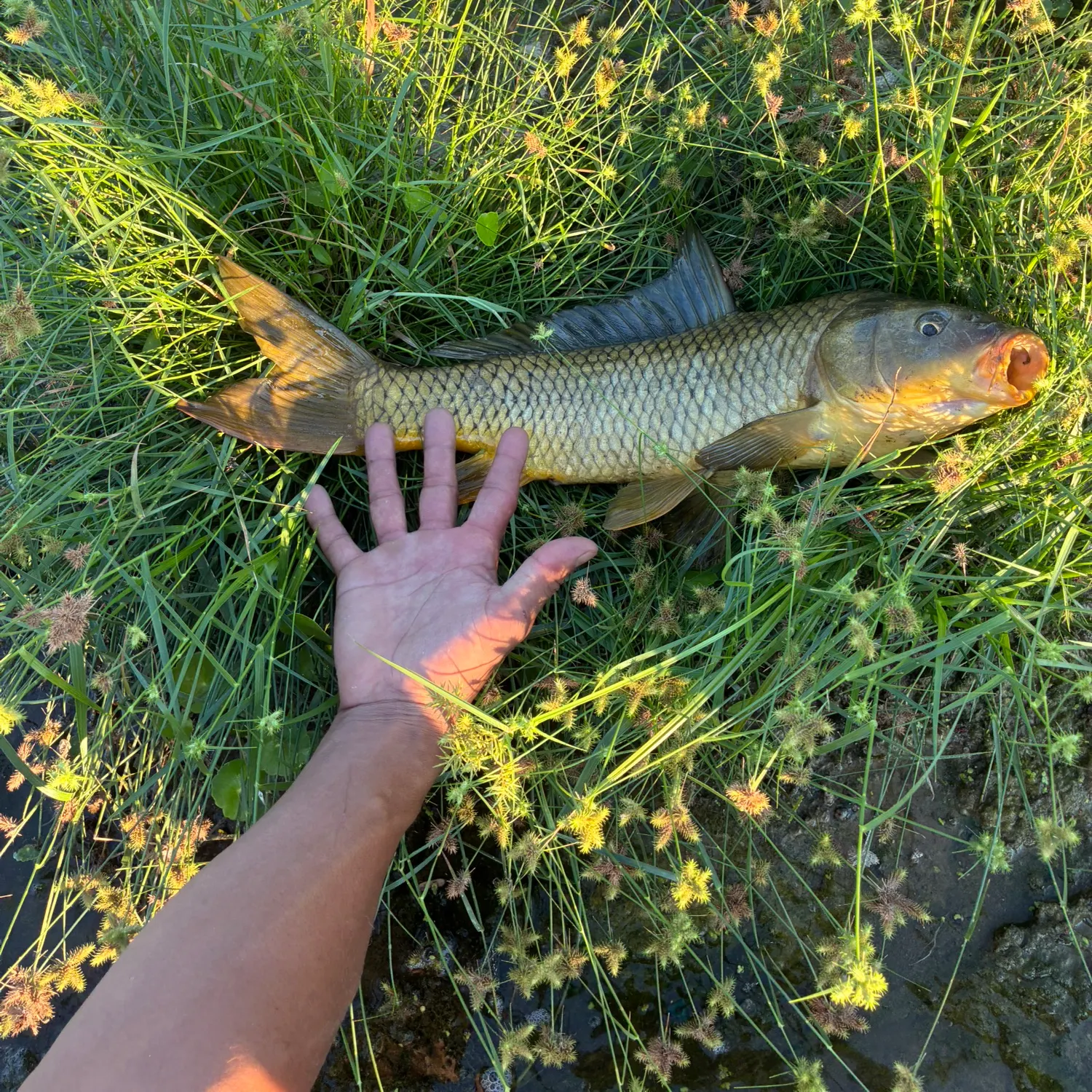 Common carp caught on Fishbrain