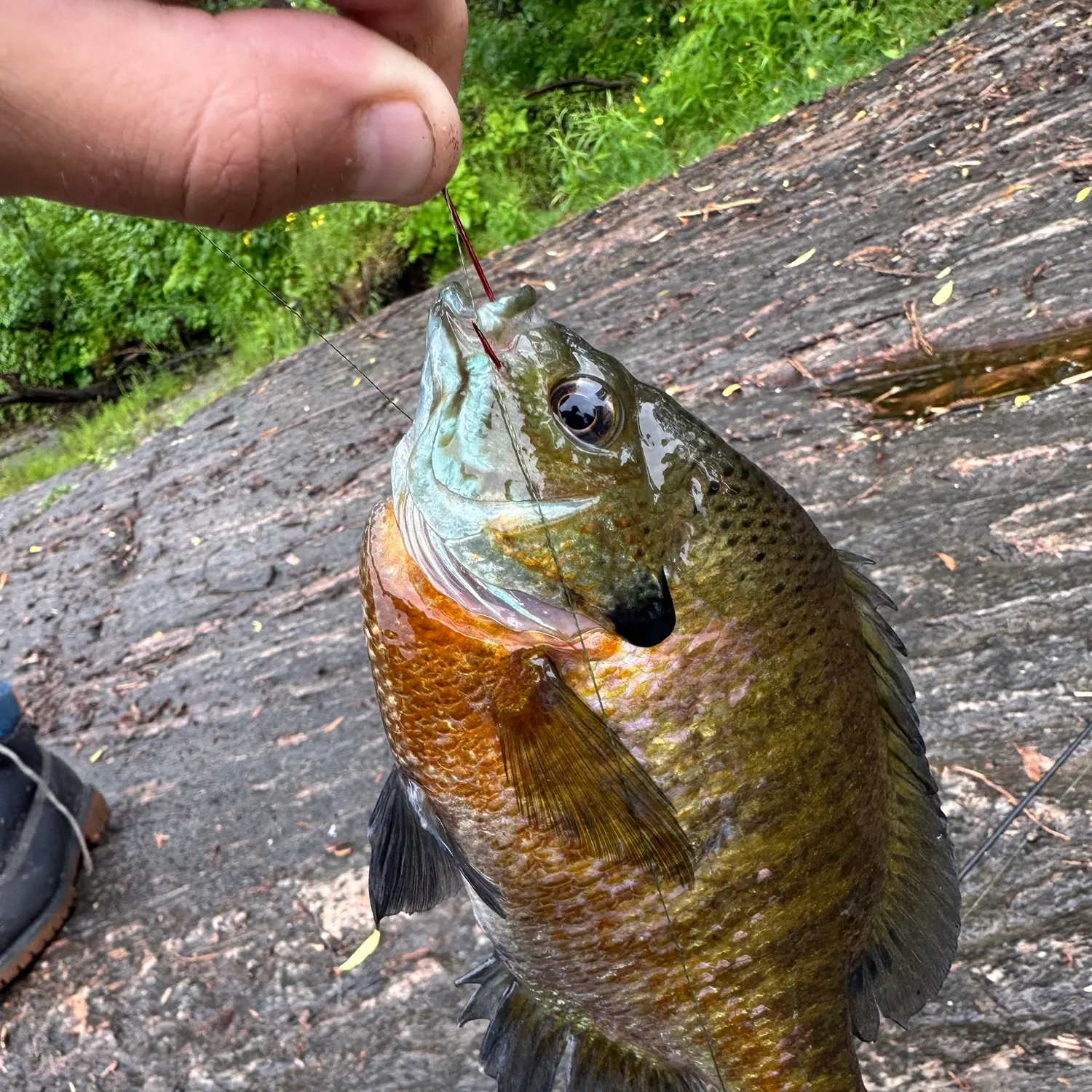 recently logged catches