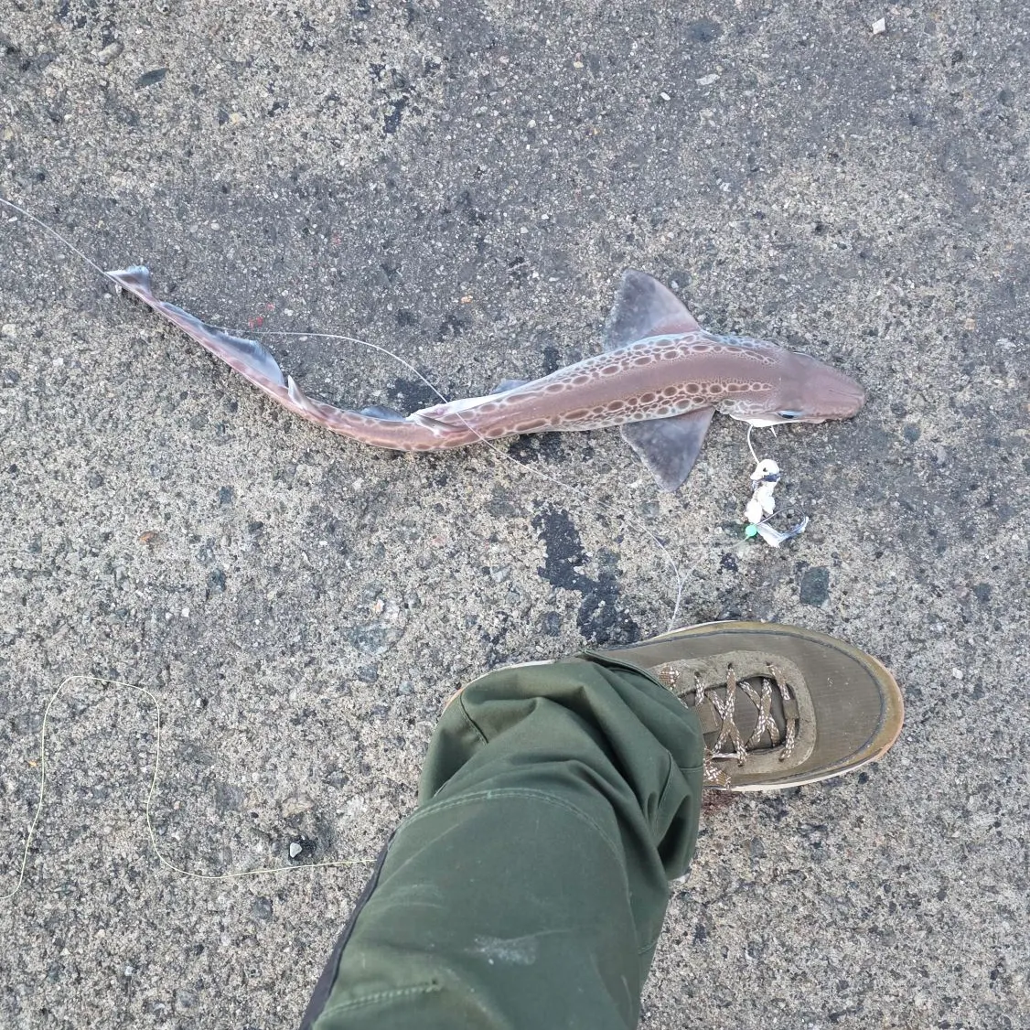 The most recent Blackmouth catshark catches on Fishbrain