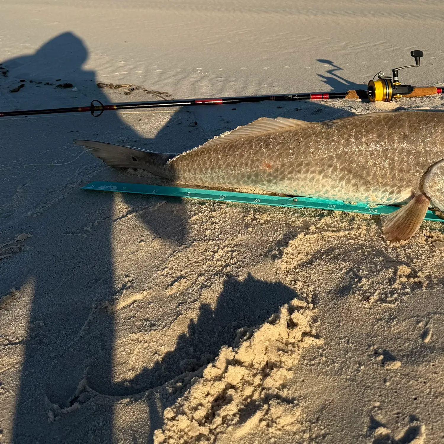 Red drum caught on Fishbrain