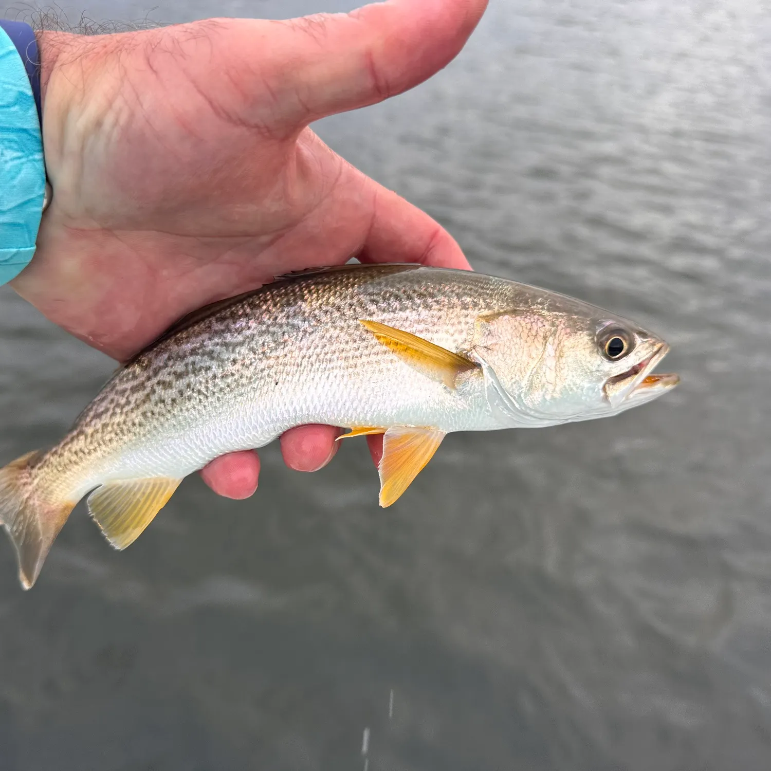 Gray weakfish caught on Fishbrain