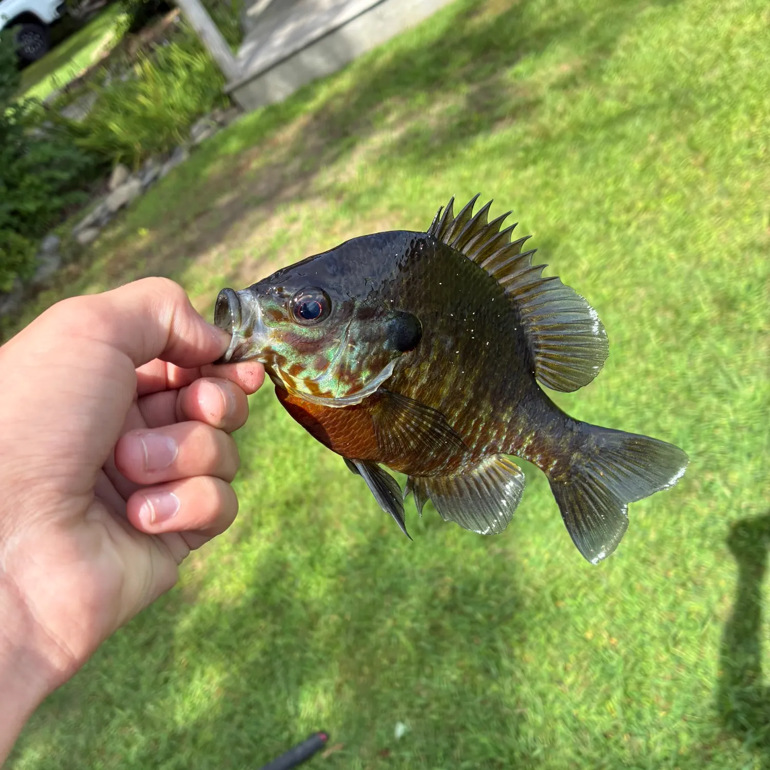 Pumpkinseed caught on Fishbrain