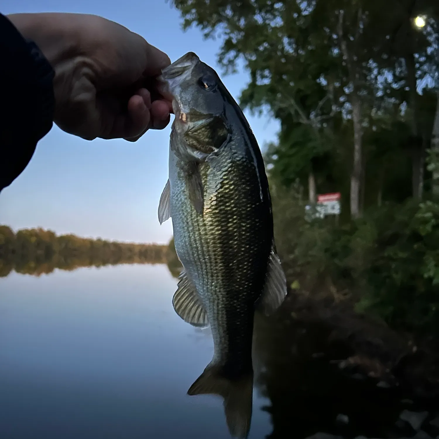 Spotted bass caught on Fishbrain