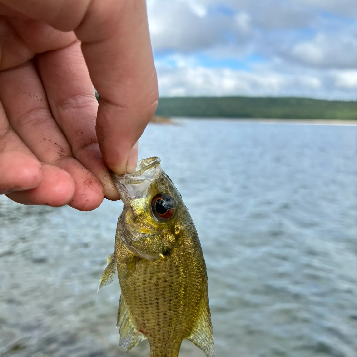 Rock bass caught on Fishbrain