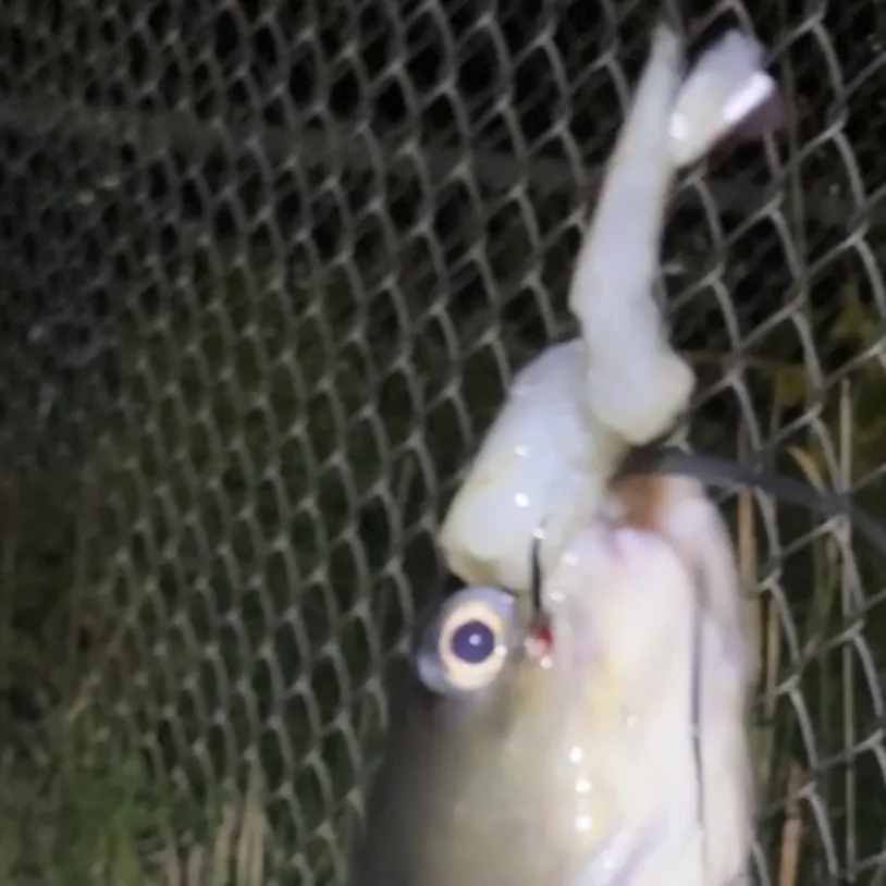 Channel catfish caught on Fishbrain