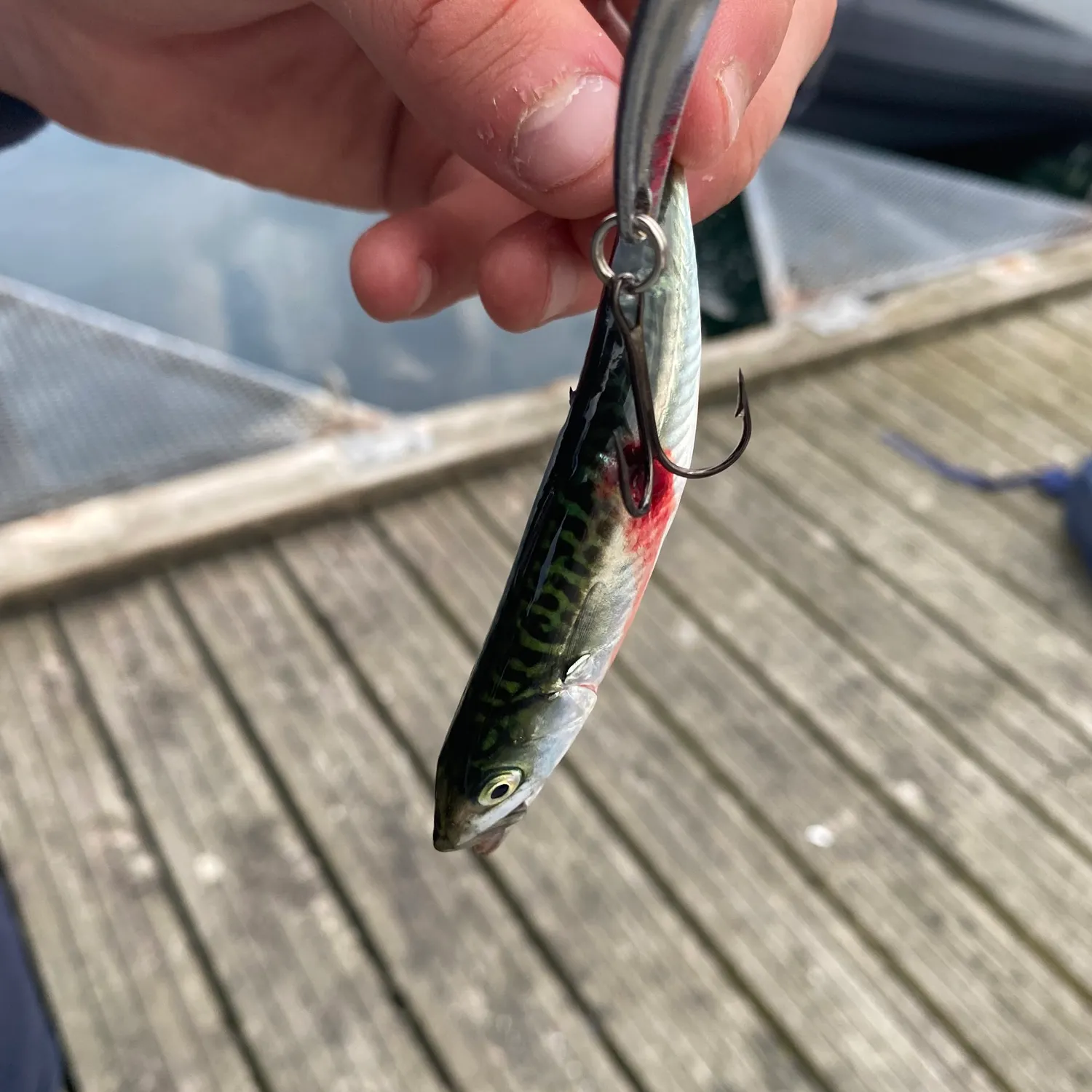 Atlantic mackerel caught on Fishbrain