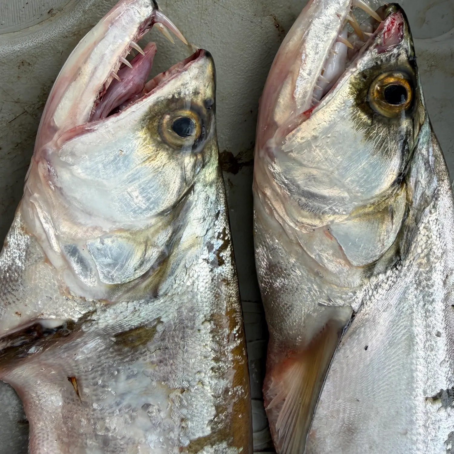 The most recent Vampire fish catches on Fishbrain