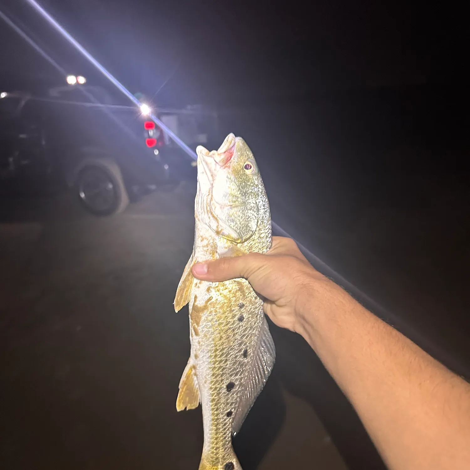Red drum caught on Fishbrain