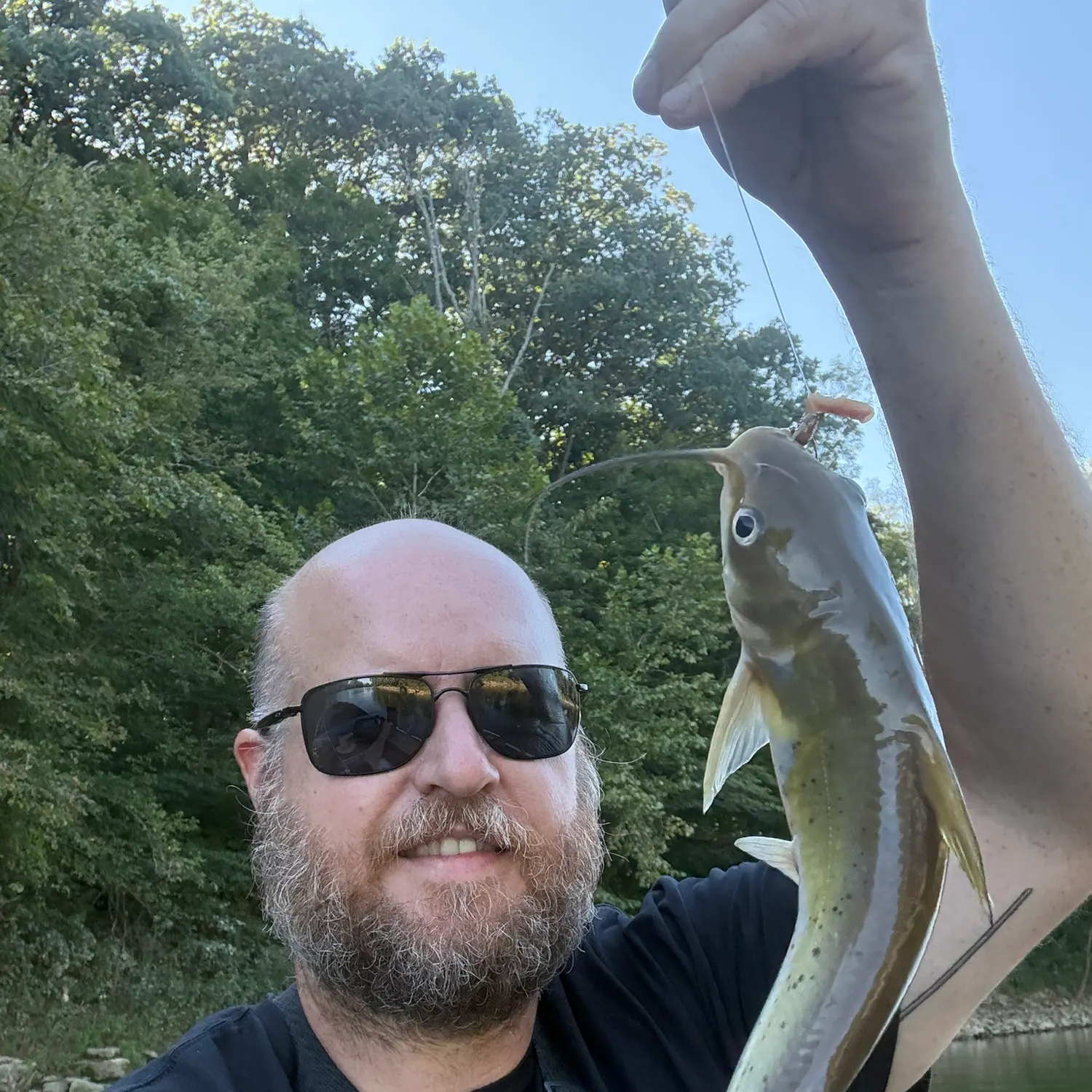 Channel catfish caught on Fishbrain