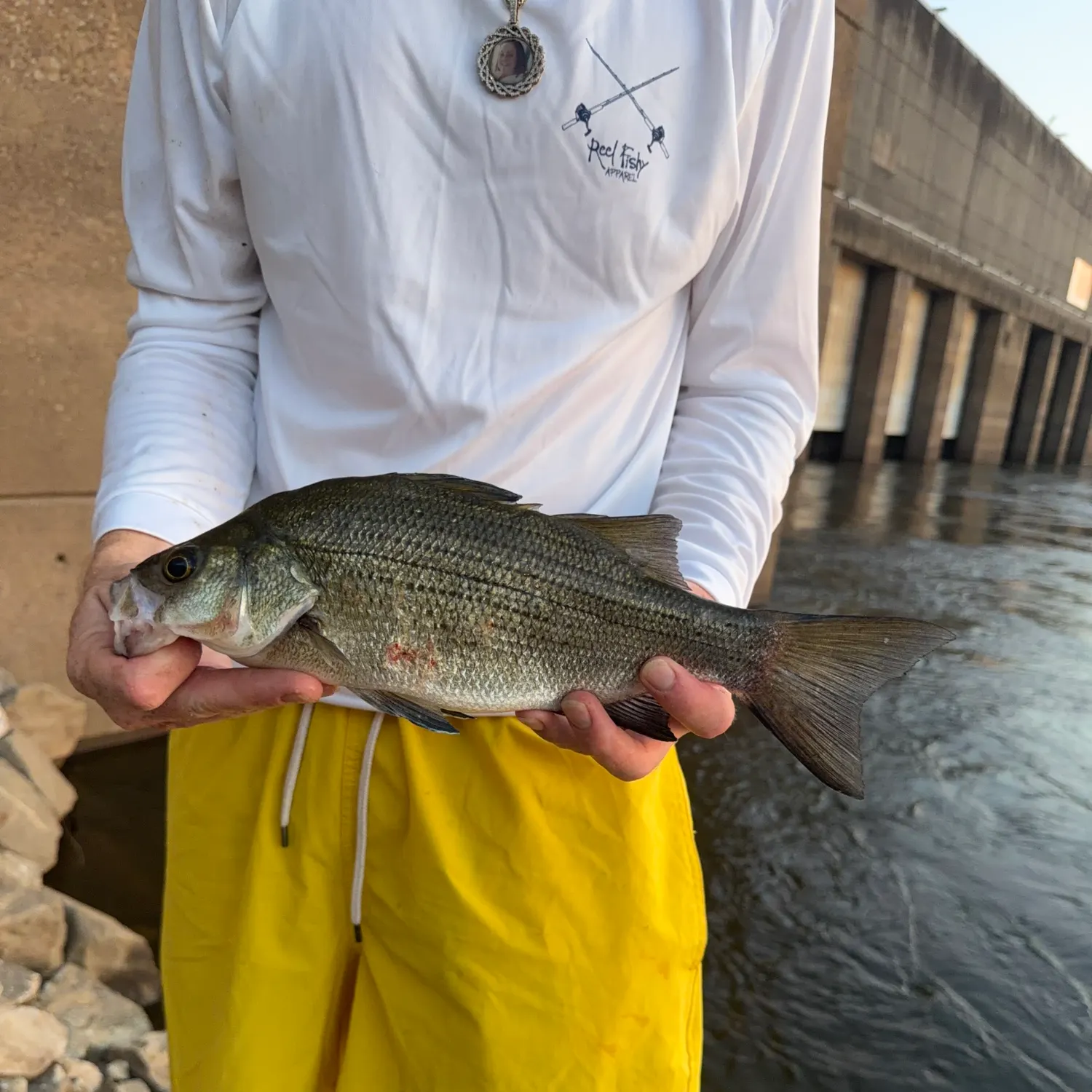 White bass caught on Fishbrain