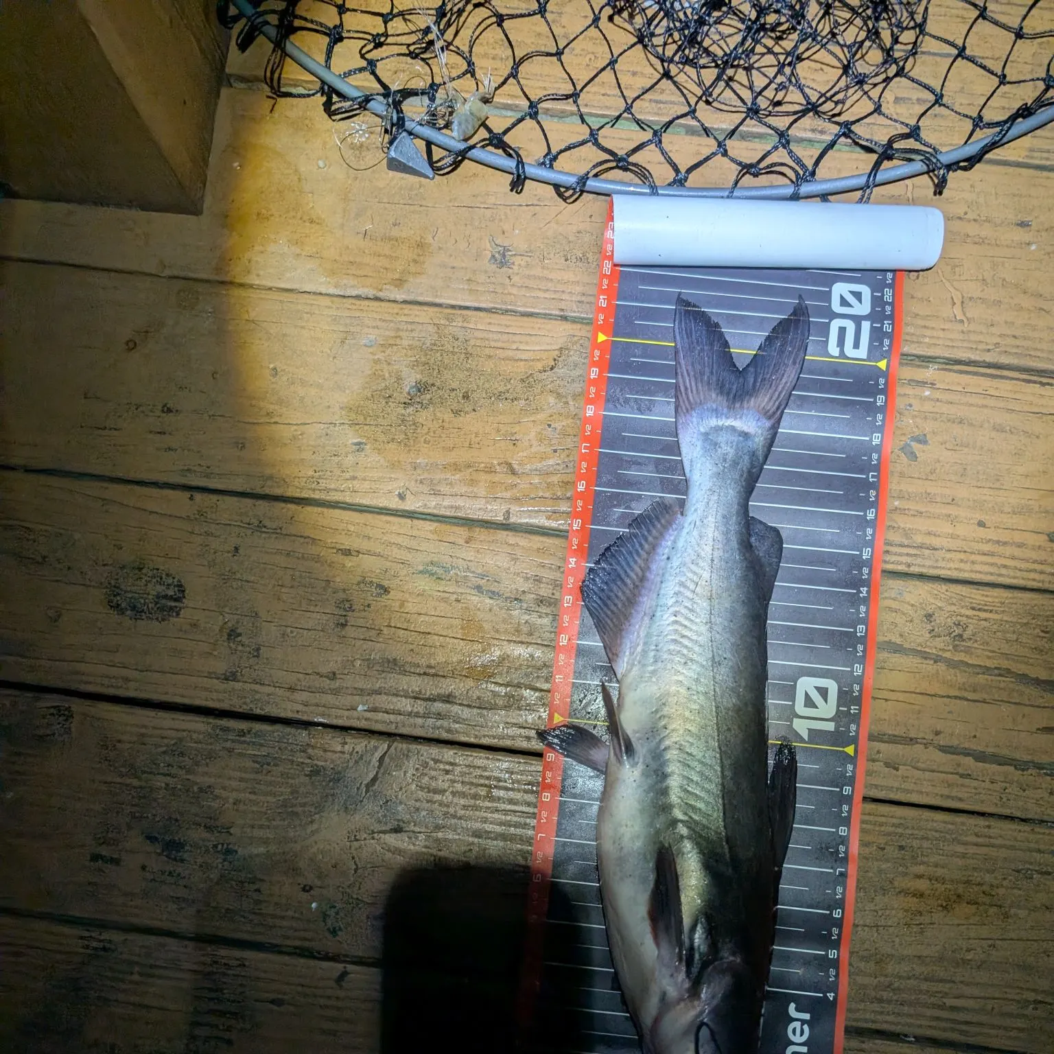 Channel catfish caught on Fishbrain