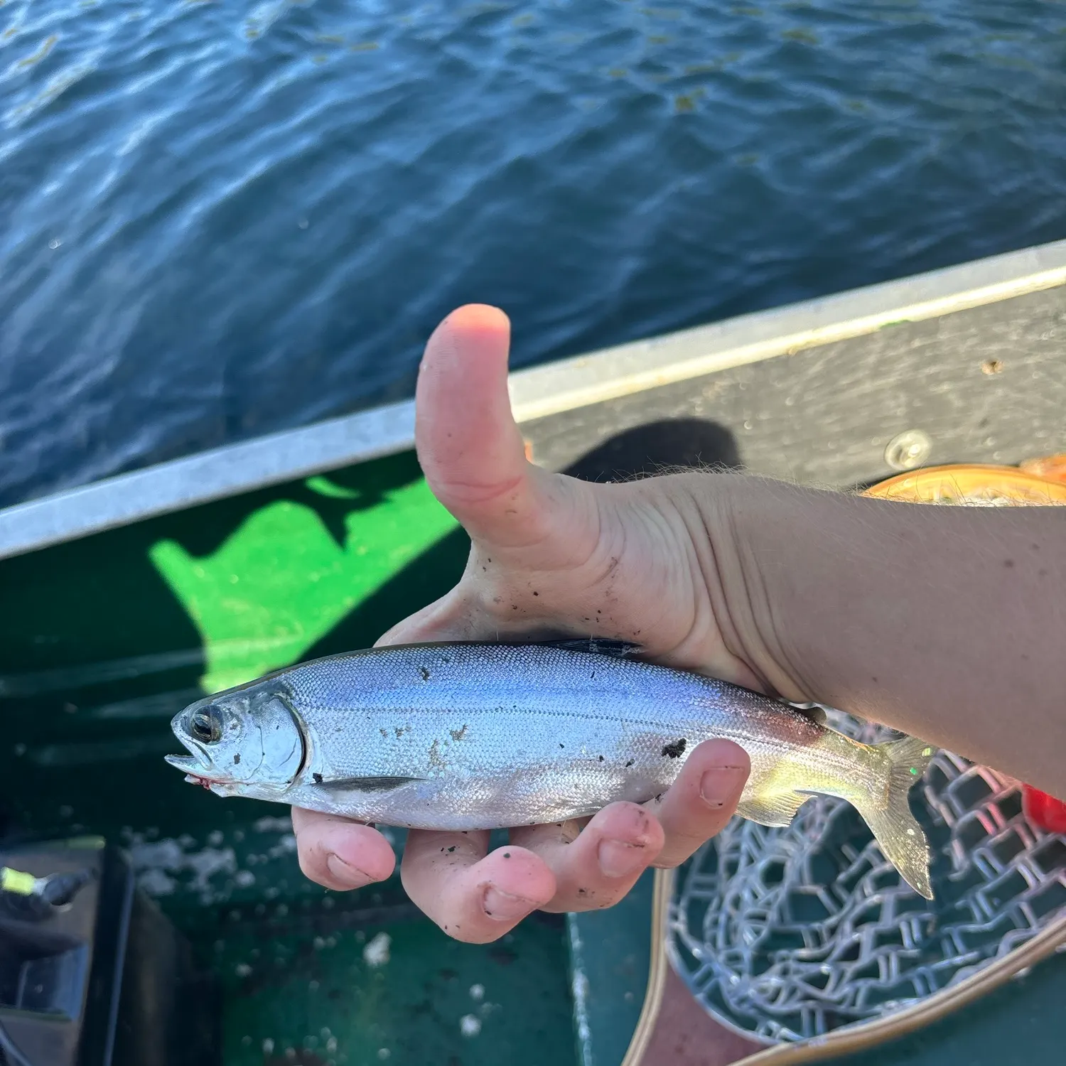 Kokanee salmon caught on Fishbrain