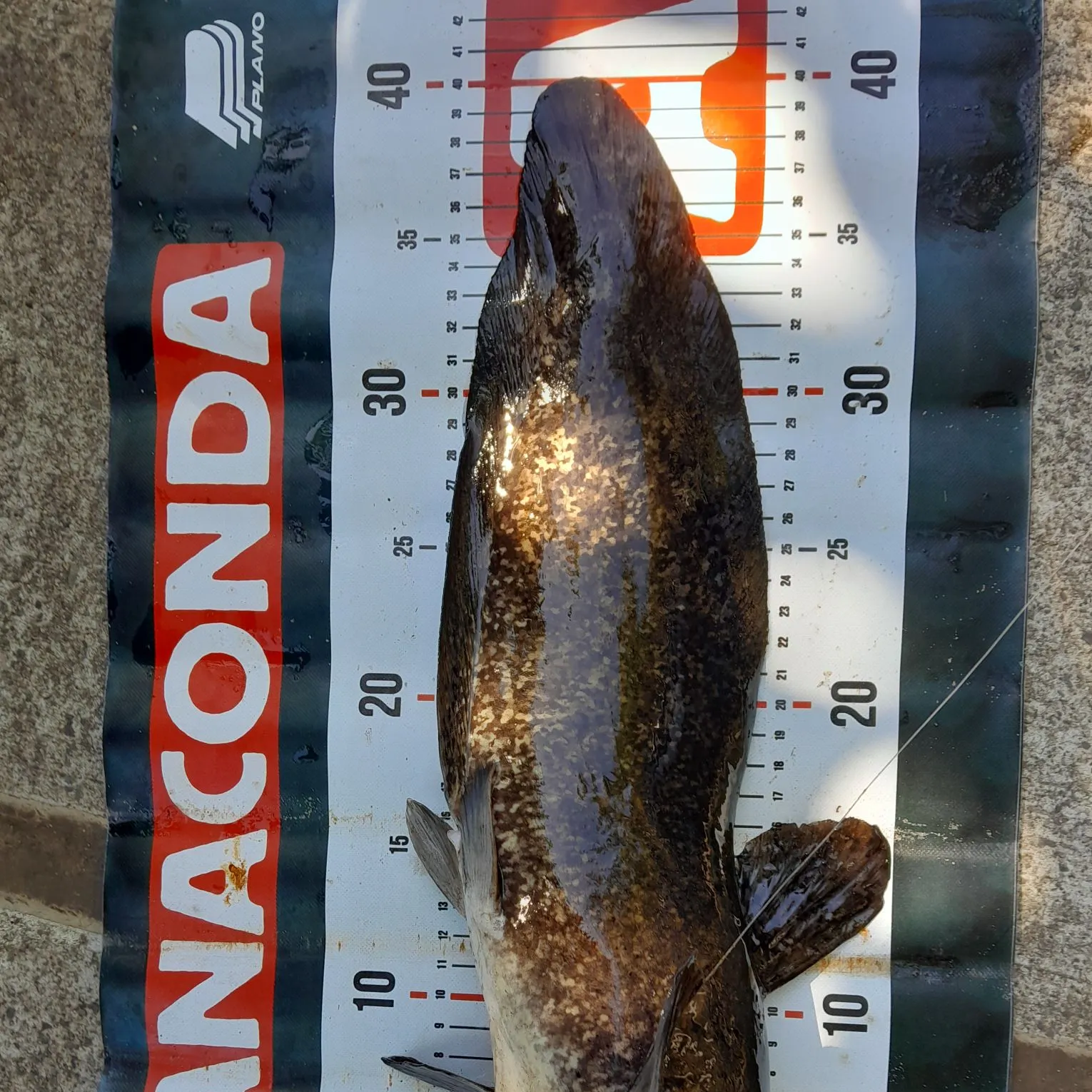 Dewfish caught on Fishbrain