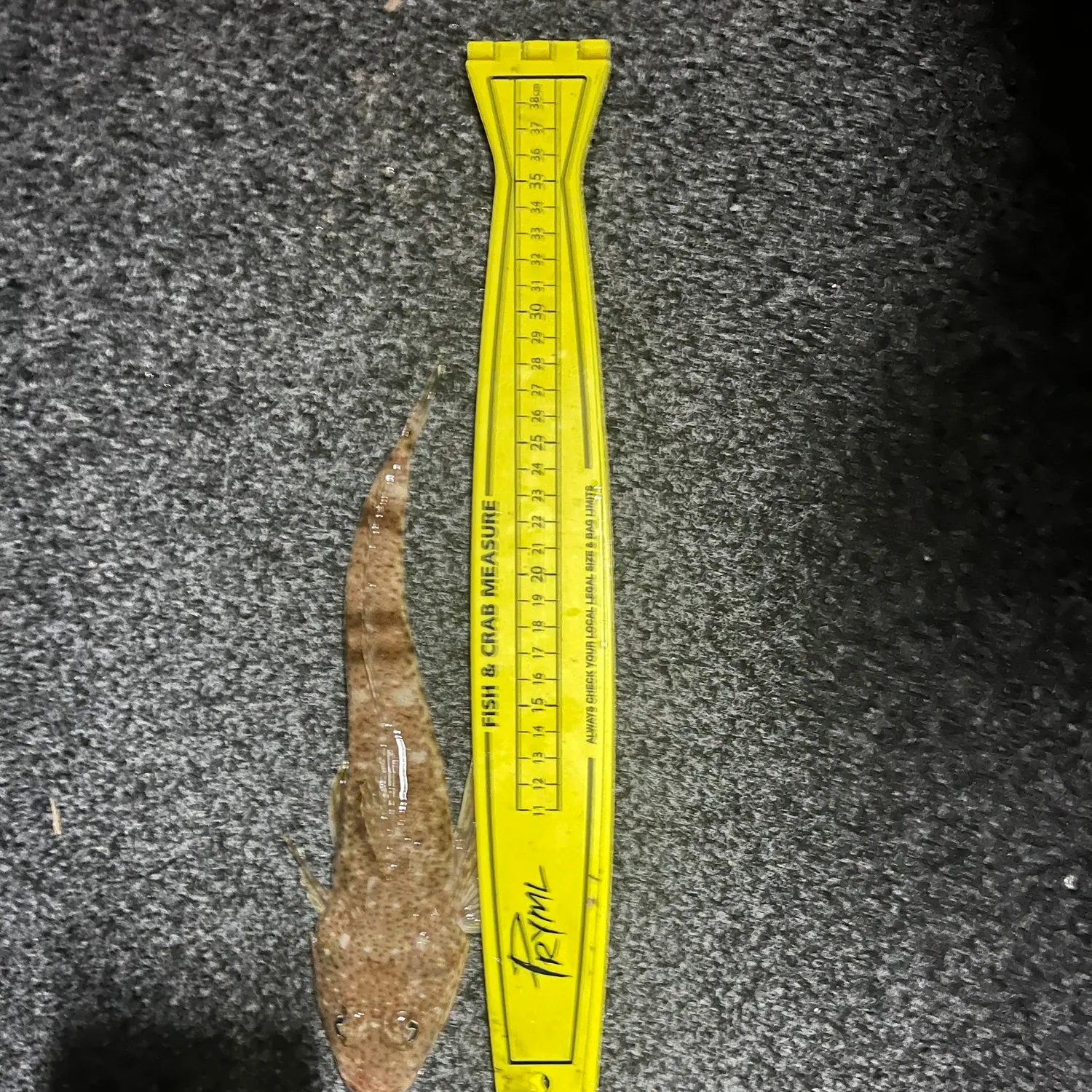 The most recent Sand flathead catches on Fishbrain