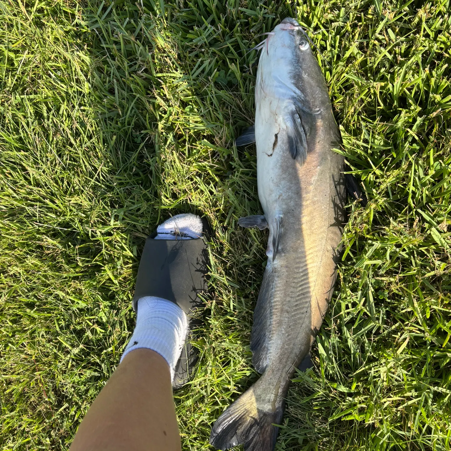 Blue catfish caught on Fishbrain