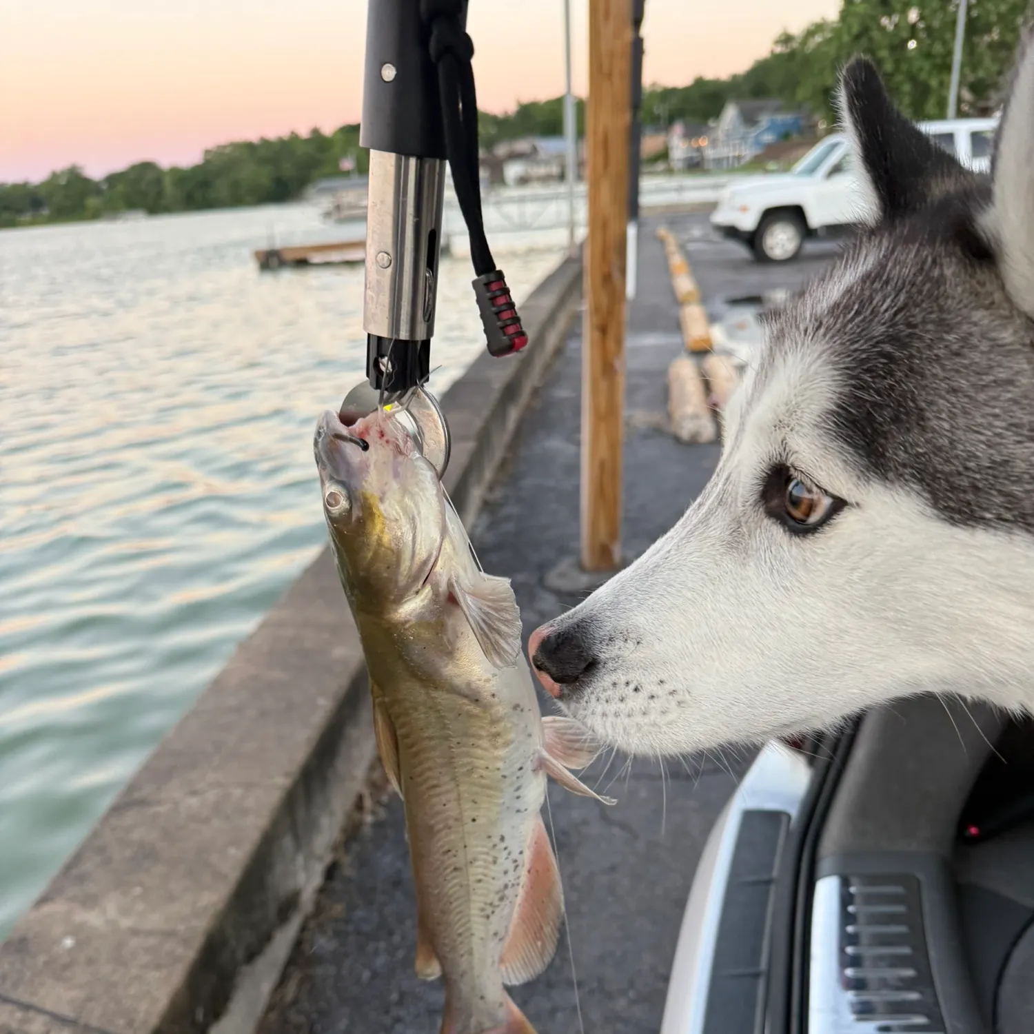 The most recent Channel catfish catches on Fishbrain