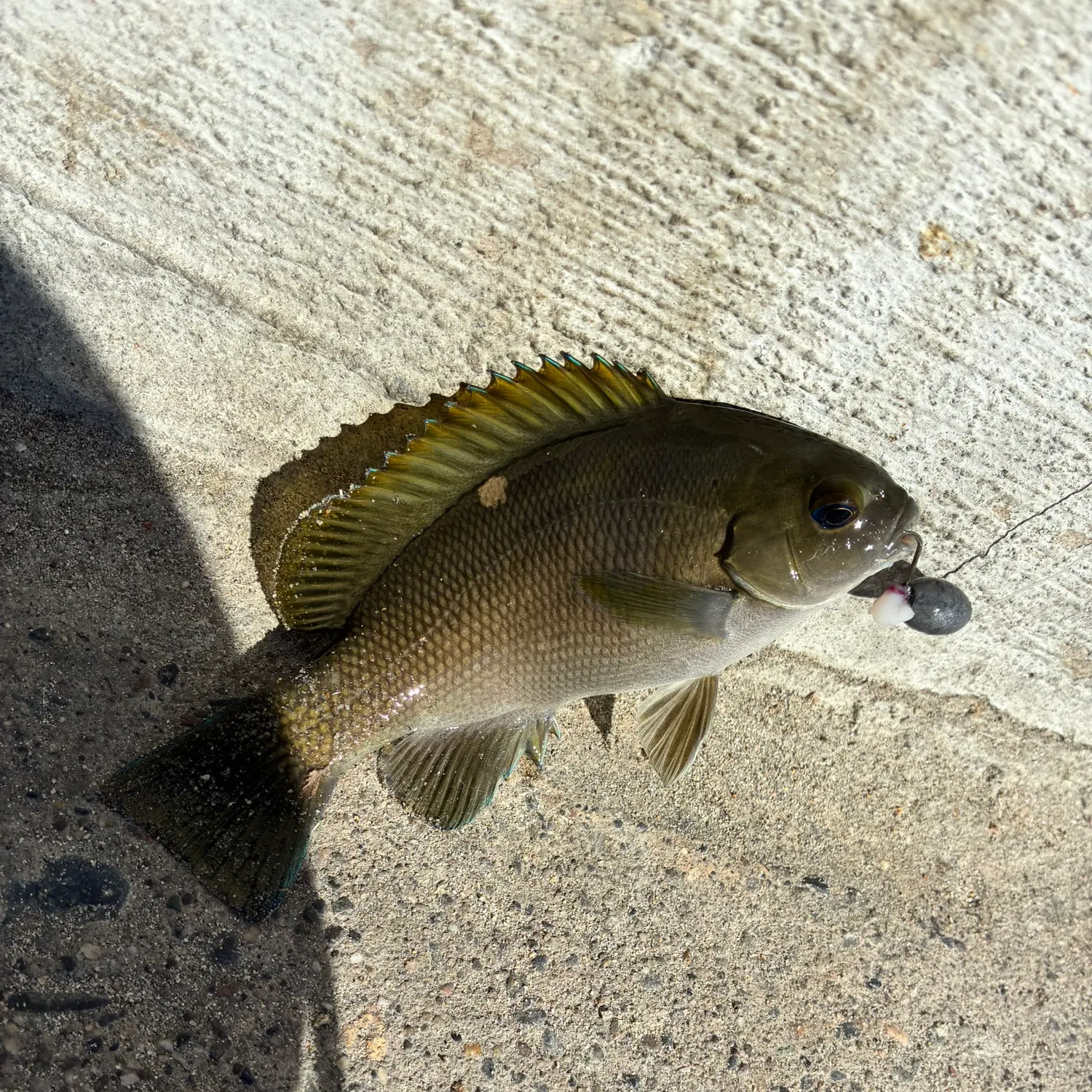 The most recent Opaleye catches on Fishbrain